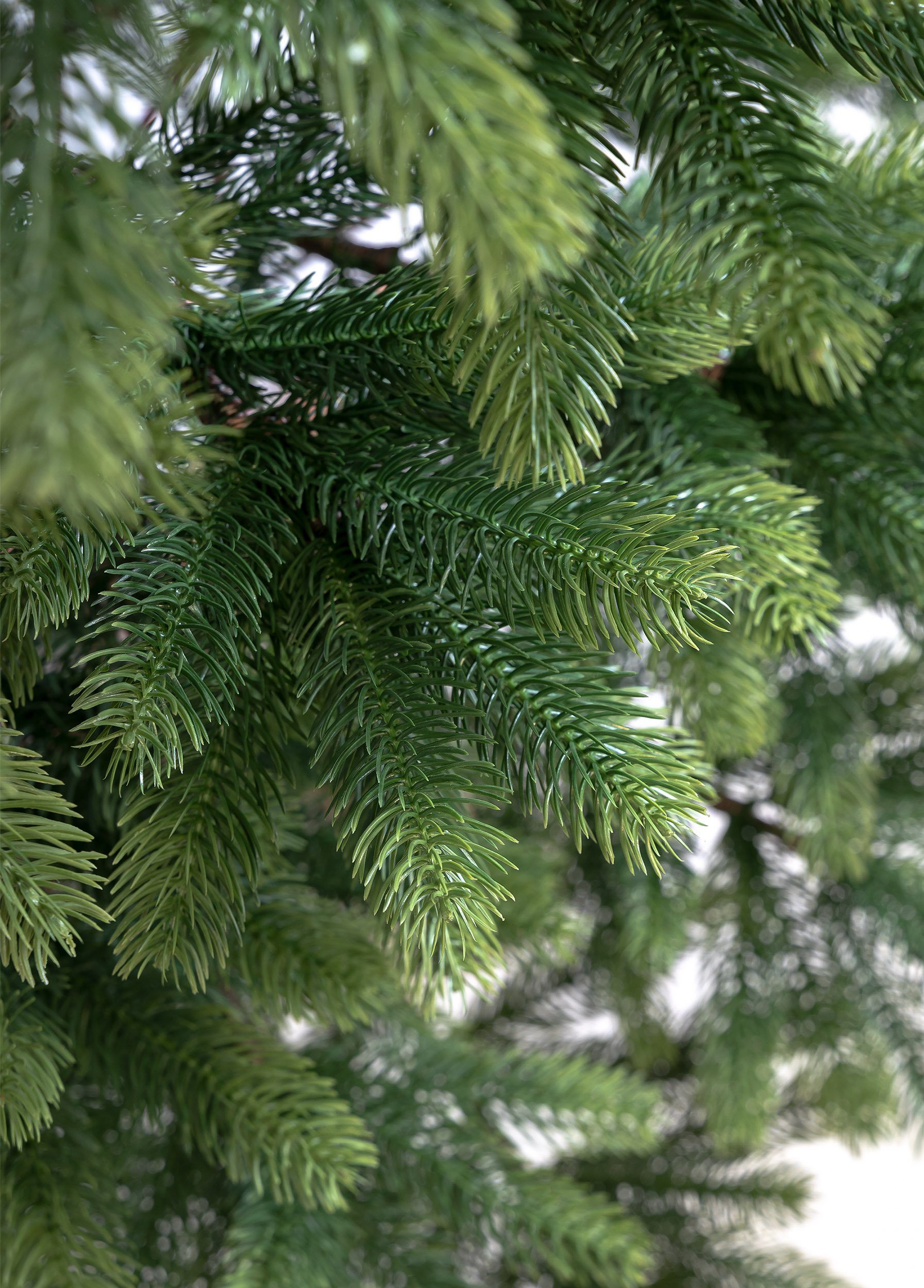 IC Winterworld Künstlicher Weihnachtsbaum 180 cm naturgetreuer künstlicher XL Weihnachtsbaum, Künstliche Normanntanne, Nordmanntannen-Optik, ca. 922 Äste, PE Nadeln, Holz Baumständer