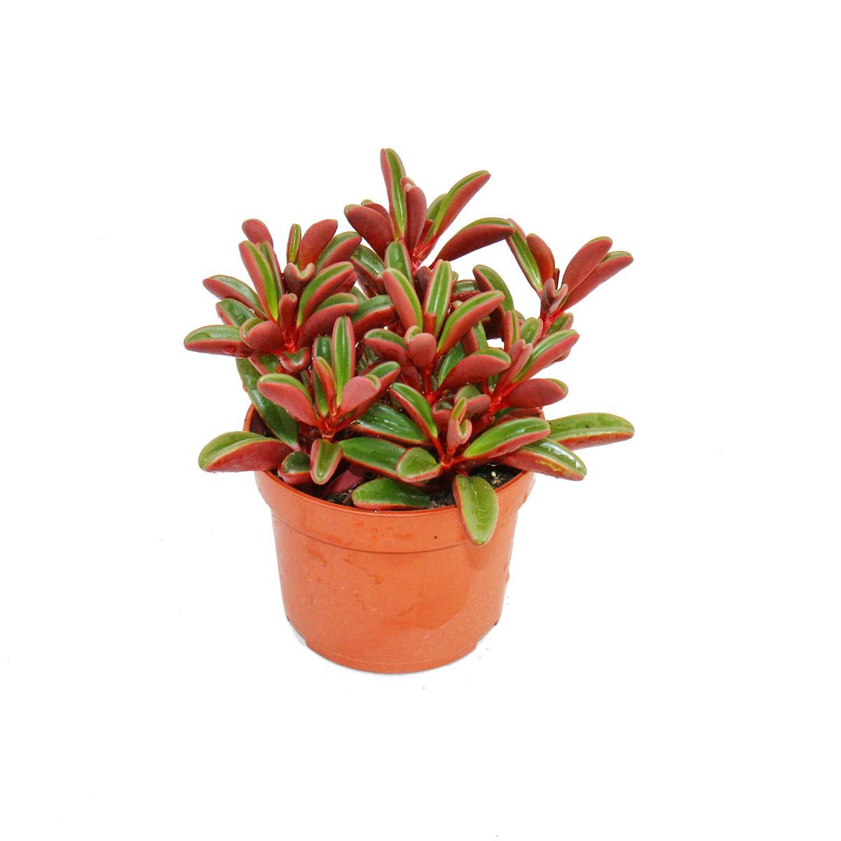 Kaktus Peperomia graveolens im 10,5cm Topf