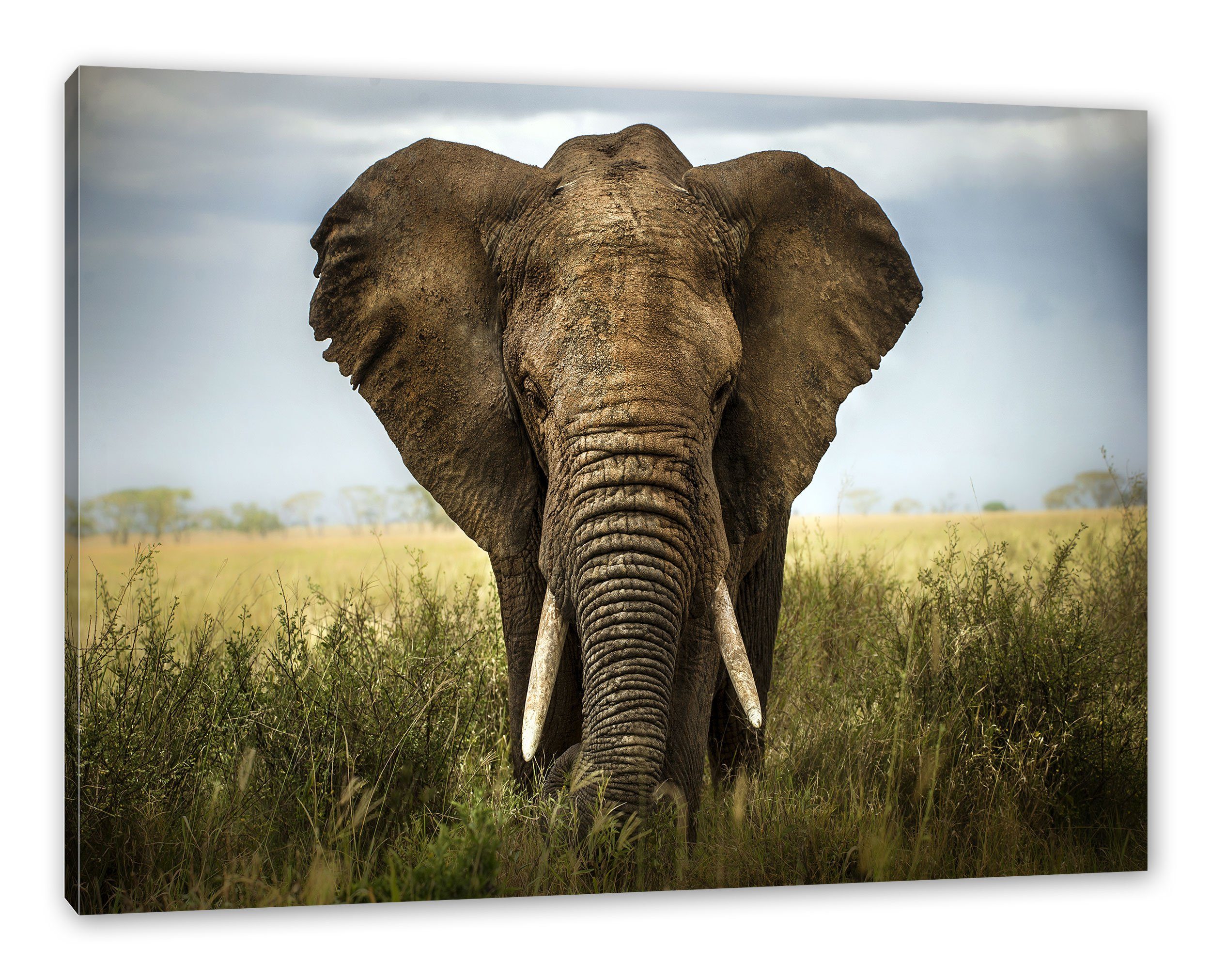 Pixxprint Leinwandbild Imposanter Elefant, Imposanter Elefant (1 St), Leinwandbild fertig bespannt, inkl. Zackenaufhänger