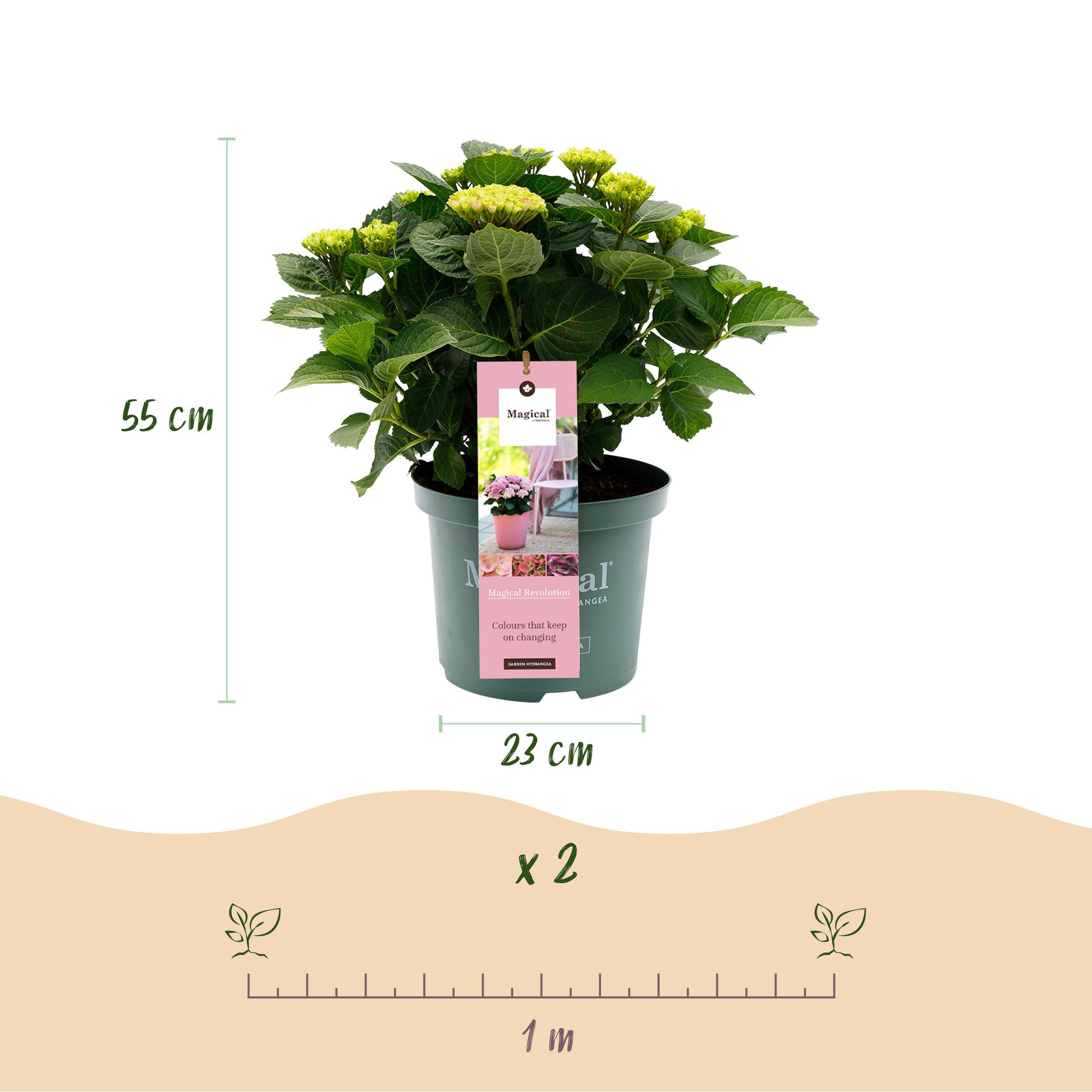 Exotenherz Beetpflanze Exotenherz - Hortensia - Hydrangea Magical Revolution Pink - 23cm Topf