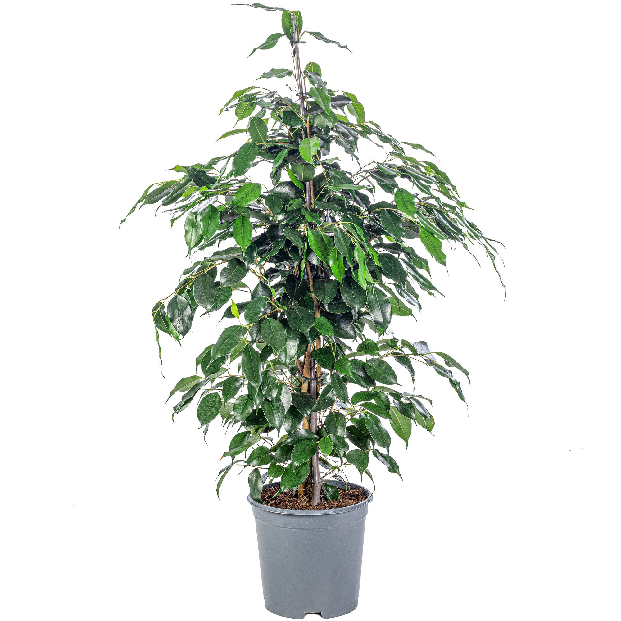 Flowerbox Zimmerpflanze Birkenfeige - Ficus benjamini, pflegeleicht- Höhe ca. 100 cm, Topf-Ø 21 cm