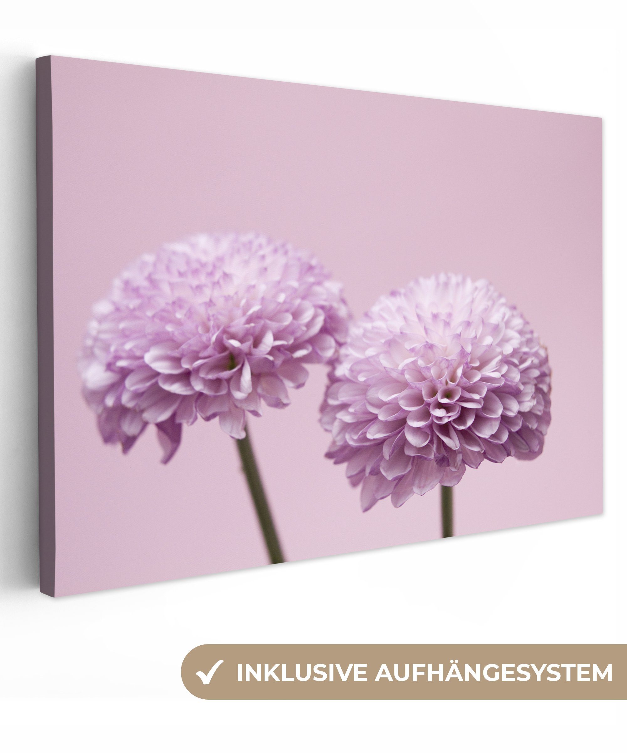 OneMillionCanvasses® Leinwandbild Zwei rosa Chrysanthemen, (1 St), Wandbild Leinwandbilder, Aufhängefertig, Wanddeko, 30x20 cm