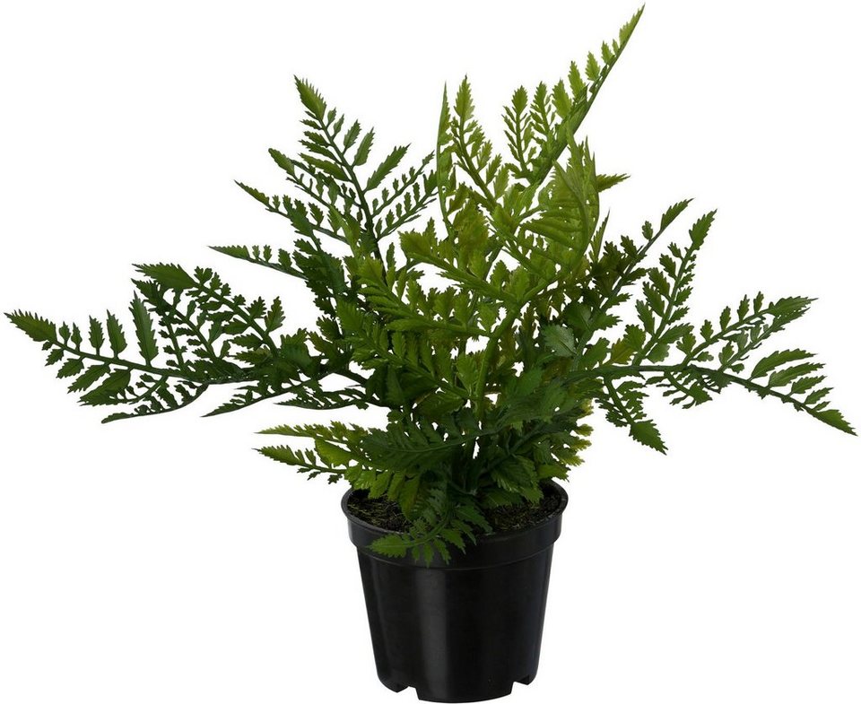 Kunstpflanze Farn, Creativ green, Höhe 25 cm, 3er Set, im Kunststofftopf
