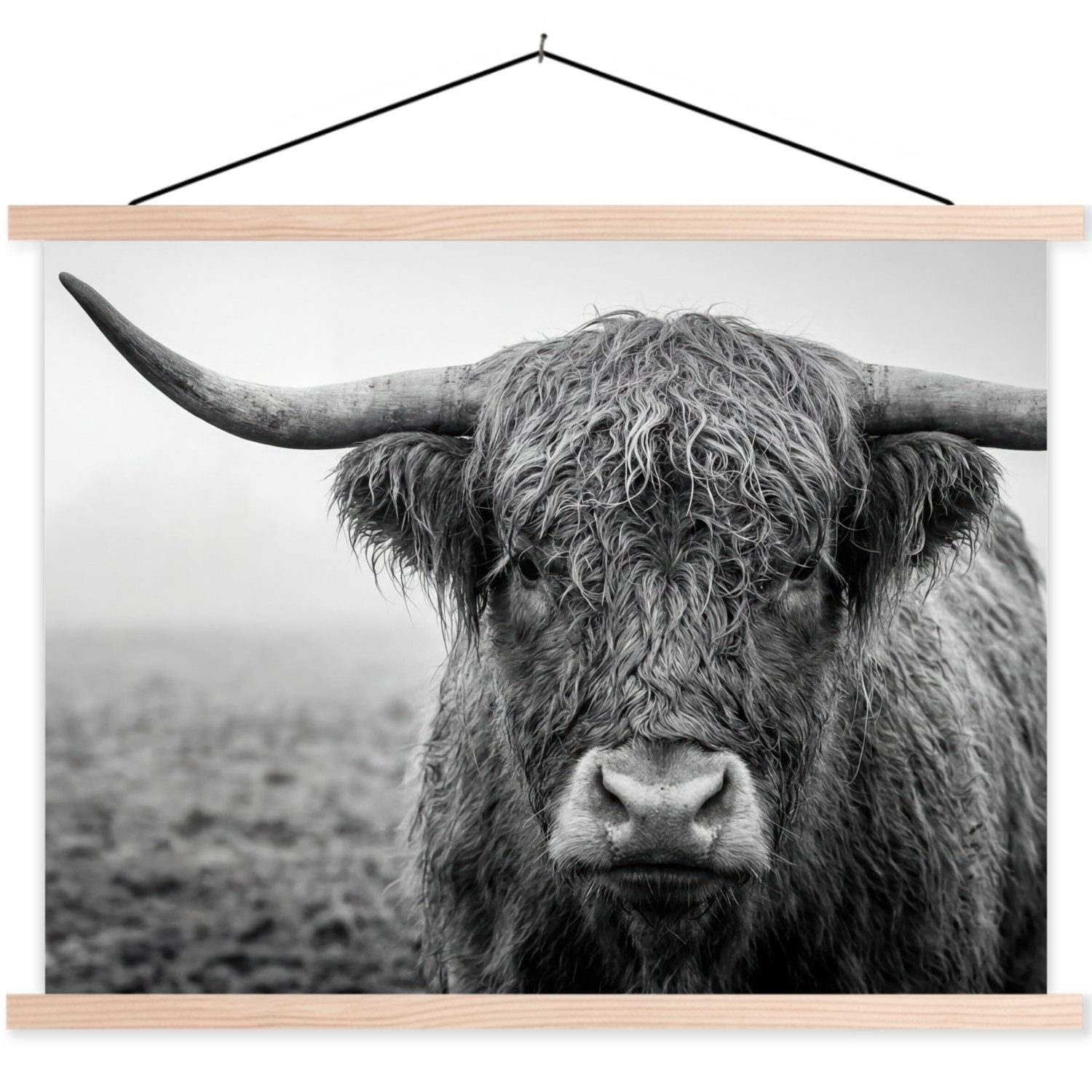 Poster Schottischer Highlander - Schwarz - Weiß - Gras
