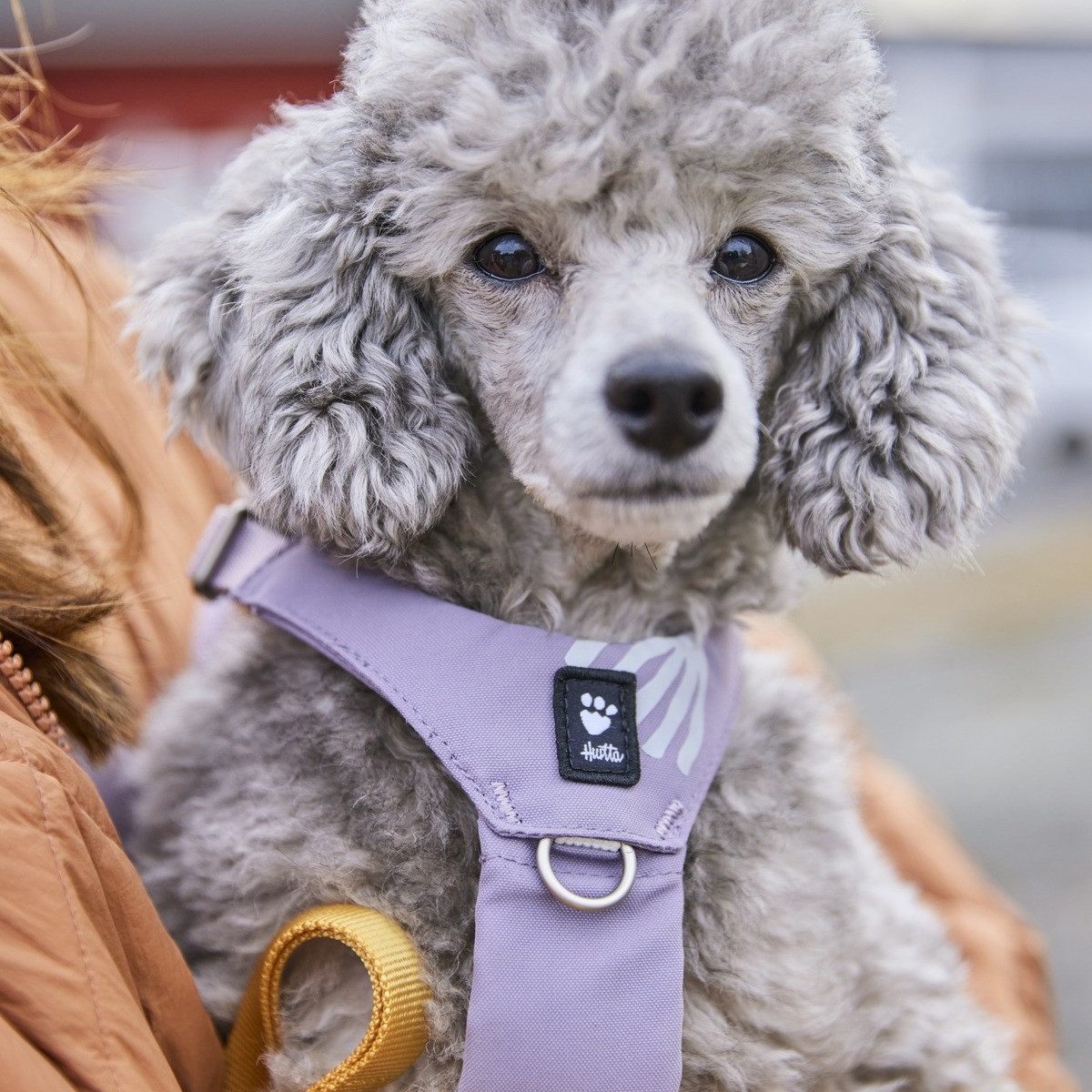 HURTTA Hunde-Geschirr Hundegeschirr Seeker Harness lavender