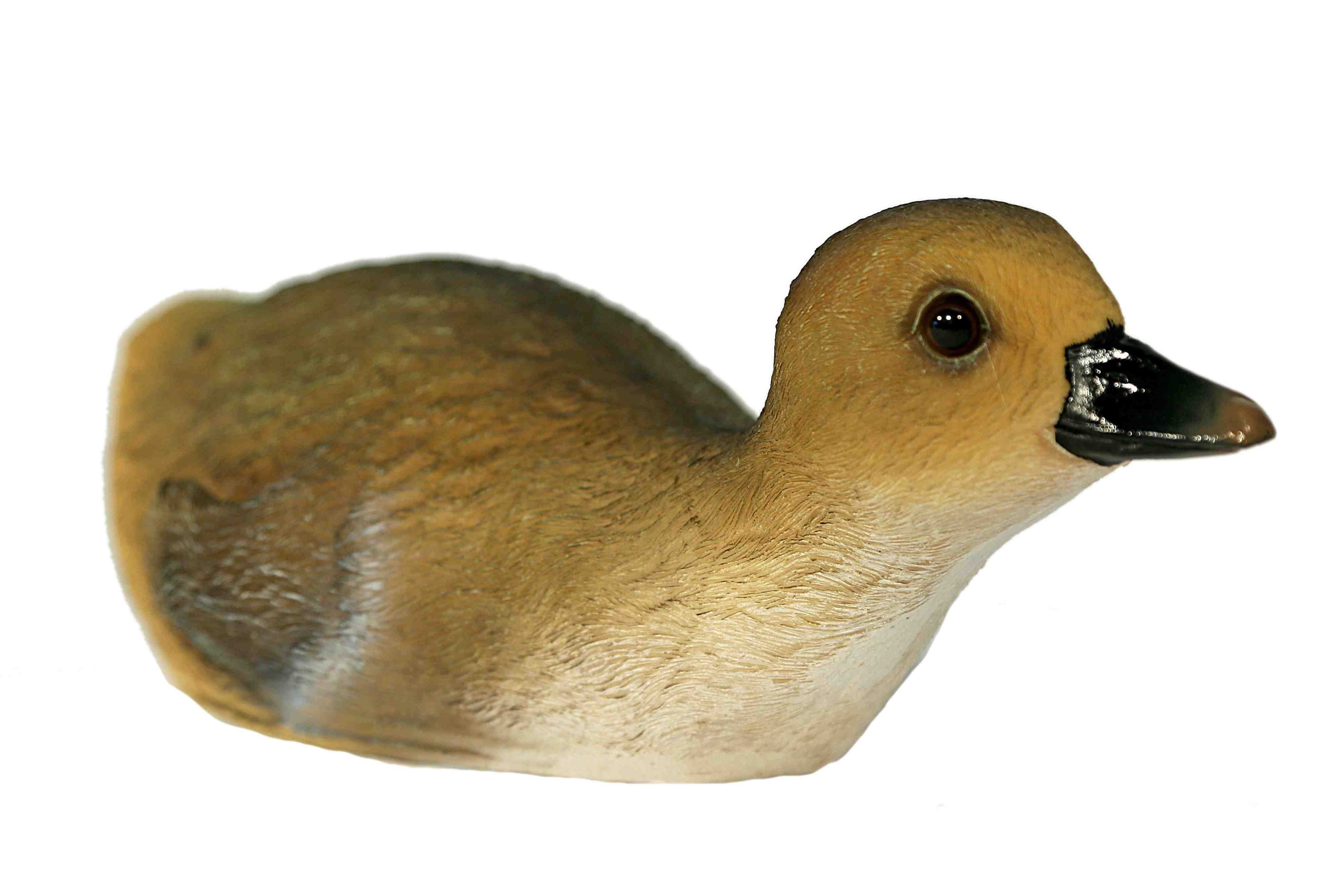 Casa Collection by Jänig Dekofigur Ente schwimmend, Breite ca. 25cm, Tierfigur, Ente, Dekofigur