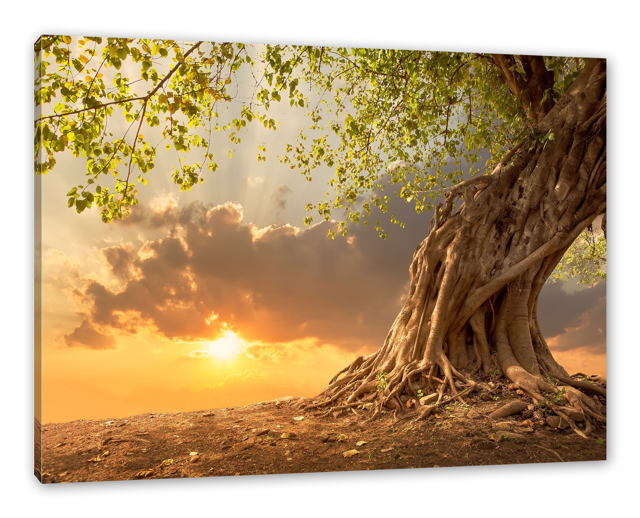 Pixxprint Leinwandbild Baum, Baum (1 St), günstig online kaufen