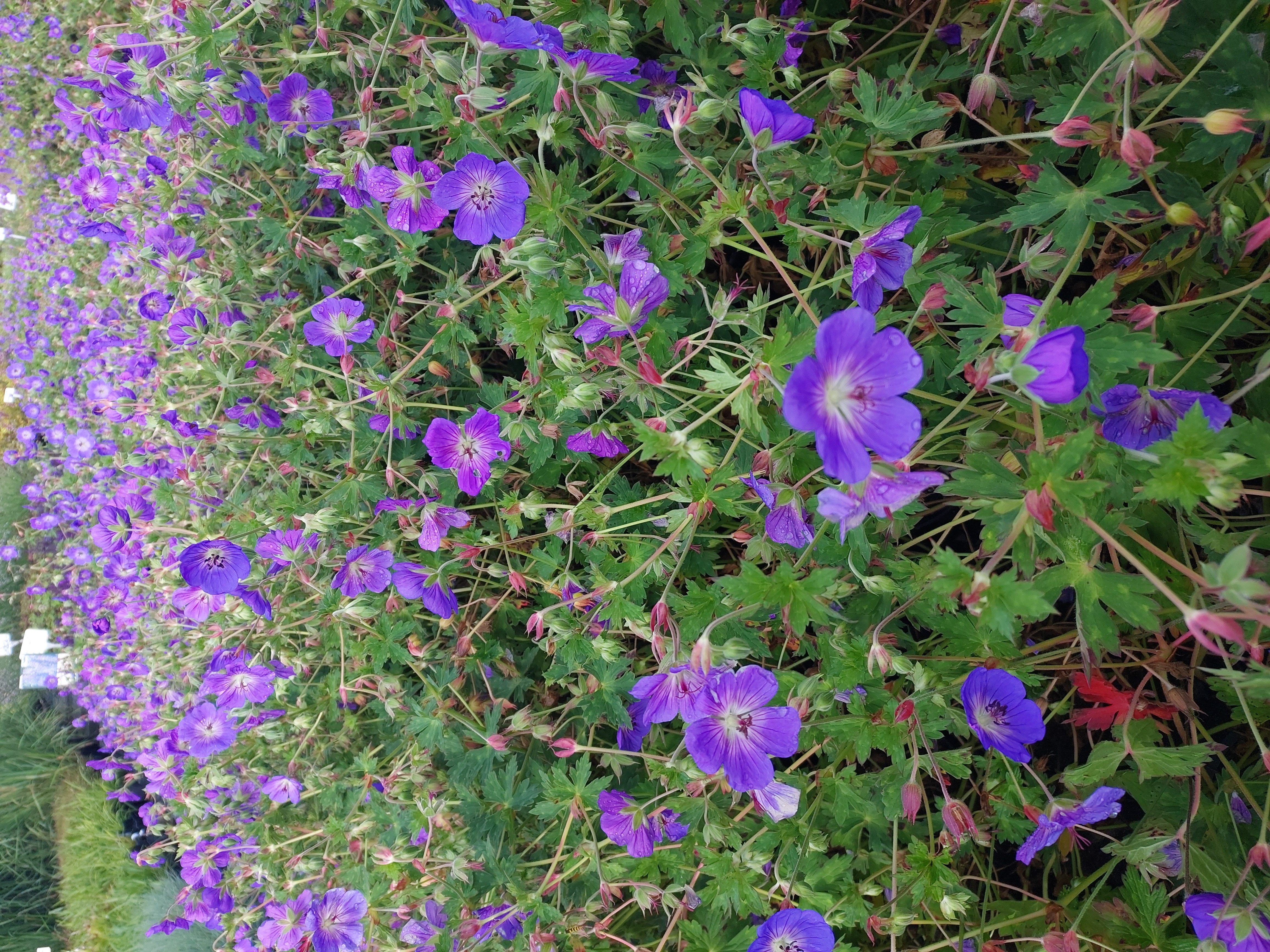 Baumschule Gold Staude