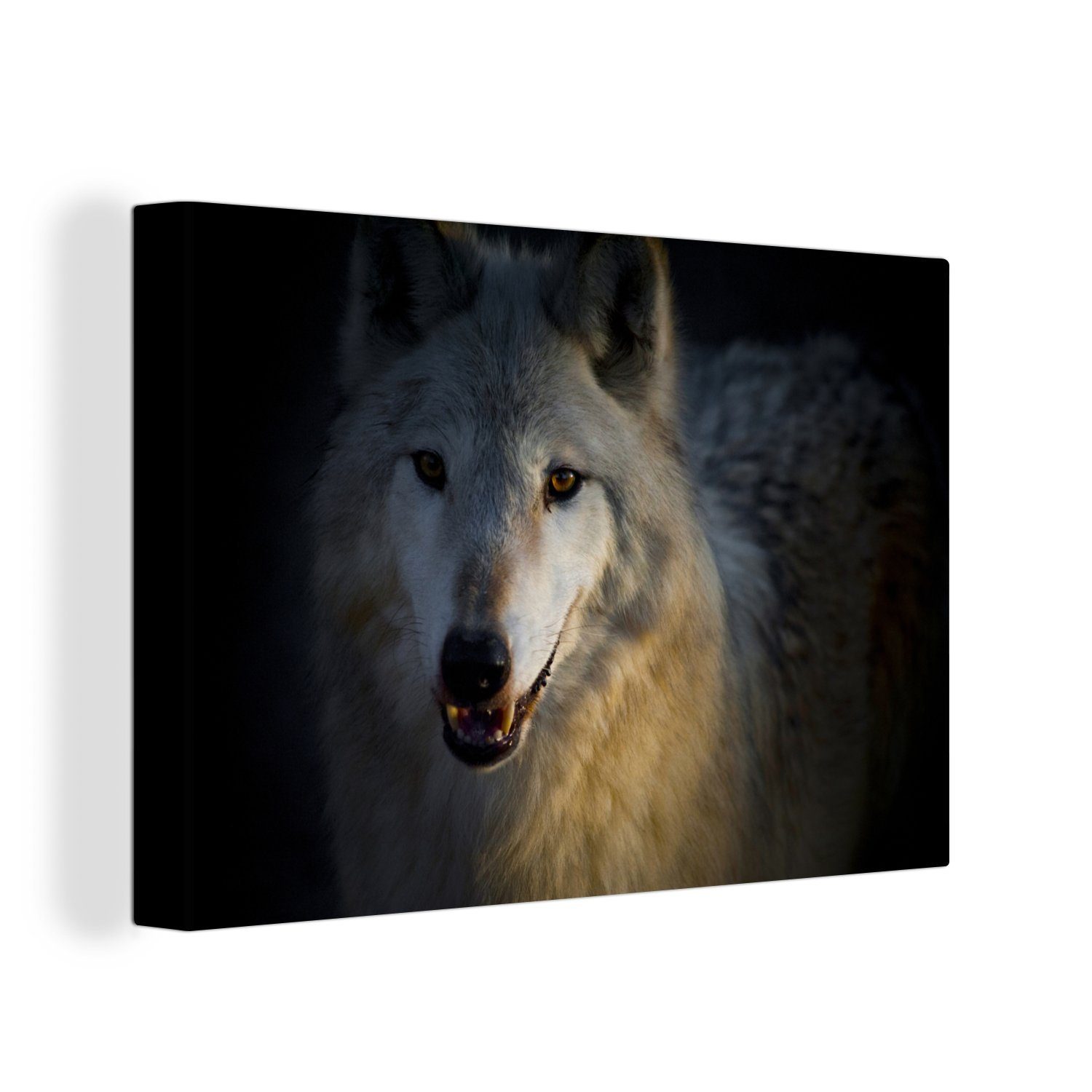 OneMillionCanvasses® Leinwandbild Nahaufnahme eines arktischen Wolfs, (1 St), Wandbild Leinwandbilder, Aufhängefertig, Wanddeko, 30x20 cm