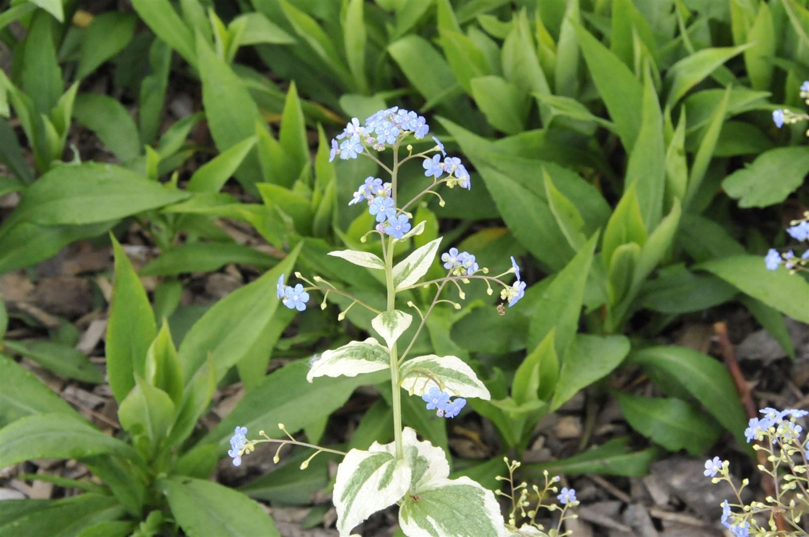 Pflanzen für Dich Staude Brunnera macrophylla 'Variegata', 1 St., Kaukasusvergissmeinnicht, Großblättriges Kaukasusvergissmeinnicht