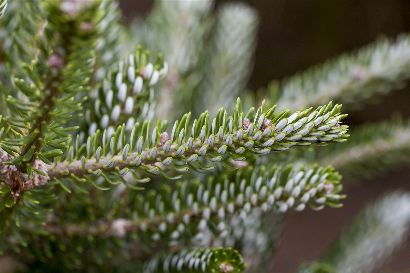 Pflanzen für Dich Konifere Abies koreana Silberlocke, 1 St., Koreatanne, Silberlocke-Tanne, silberne Nadeln, kompakter Wuchs