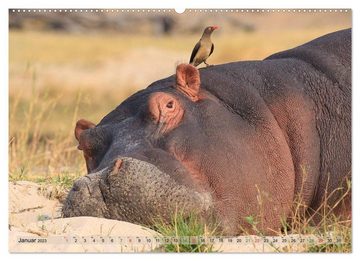 CALVENDO Wandkalender Wildtierparadies Afrika - Eine Foto-Reise durch die Savannen (Premium, hochwertiger DIN A2 Wandkalender 2023, Kunstdruck in Hochglanz)