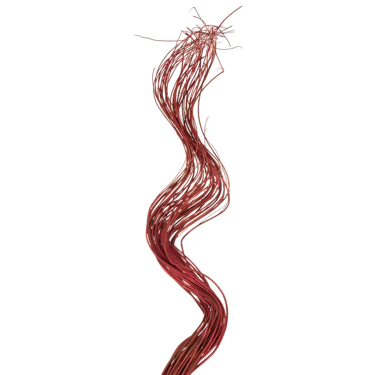 Trockenblume Spiralförmige Deko-Zweige Korkenzieherweide für kreative, Florists Products, Höhe 80 cm