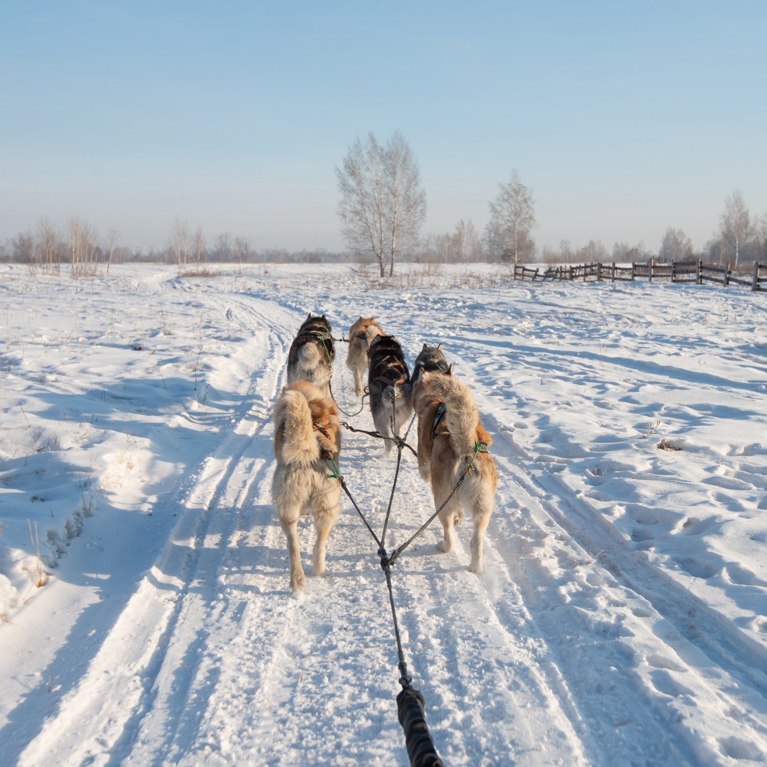 Wallario Möbelfolie Hundeschlitten im Schnee
