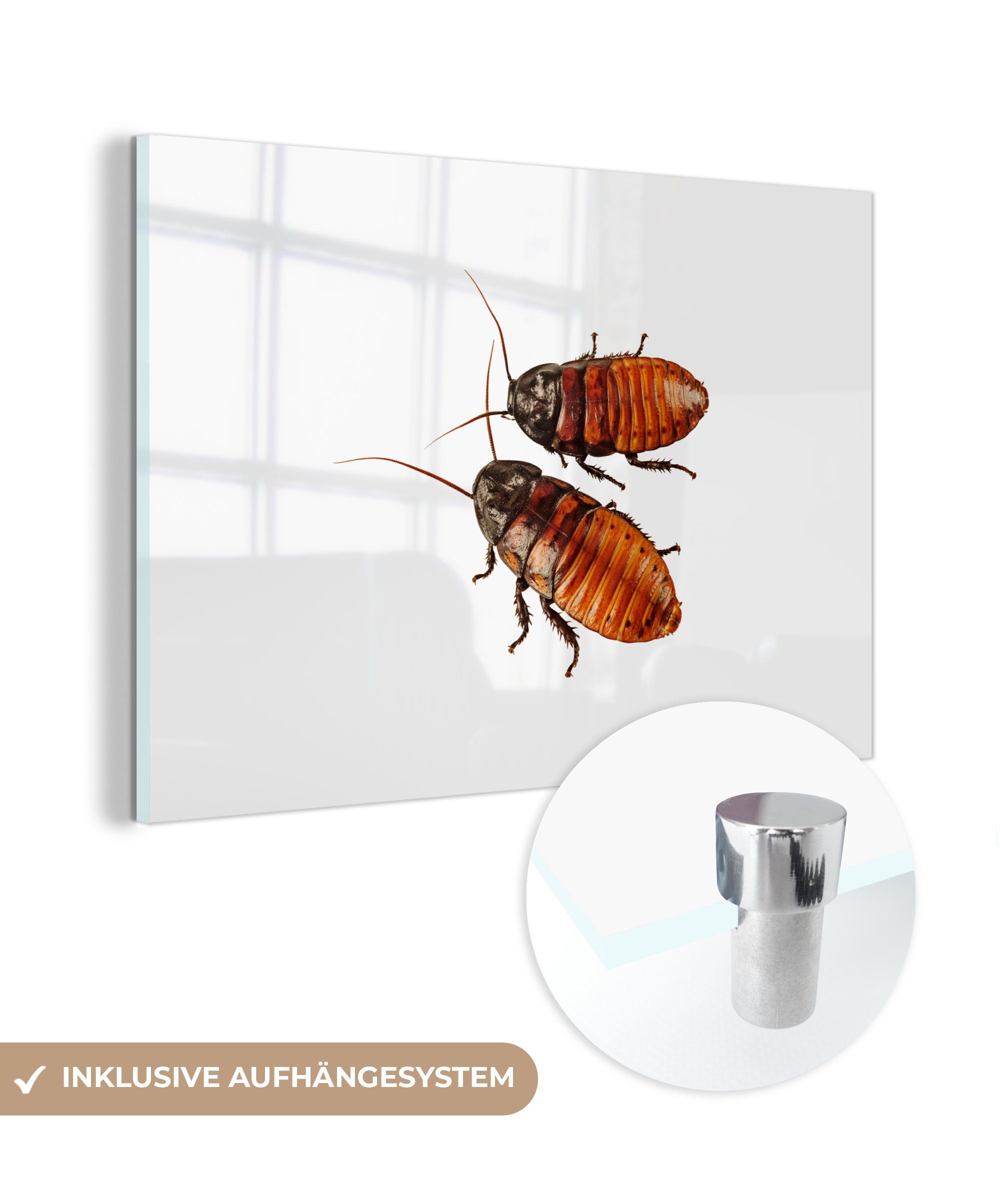 MuchoWow Acrylglasbild Studioaufnahme von zwei Kakerlaken, (1 St), Acrylglasbilder Wohnzimmer & Schlafzimmer | Bilder