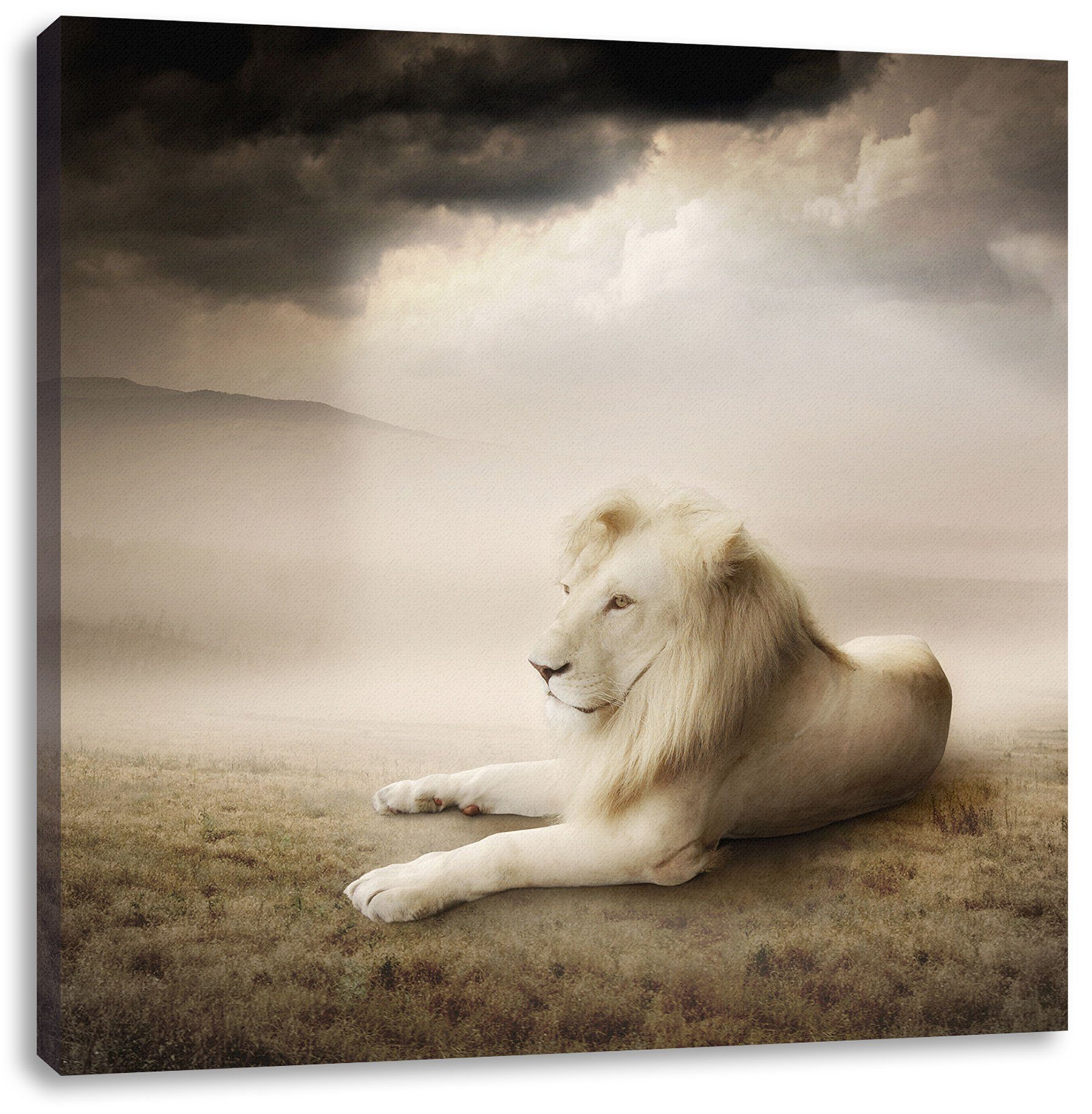 St), weißer inkl. Stolzer Löwenkönig fertig Leinwandbild Leinwandbild Löwenkönig, (1 Pixxprint weißer bespannt, Stolzer Zackenaufhänger