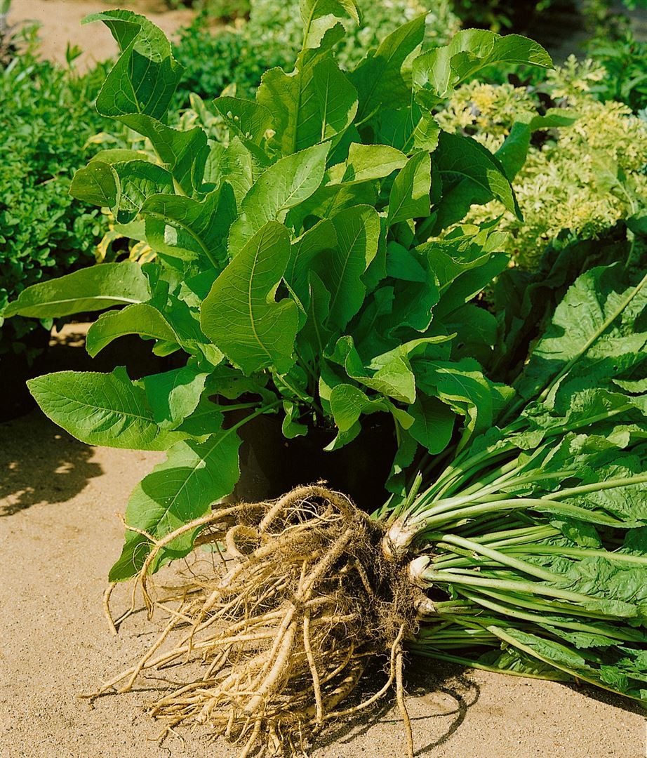 Pflanzen für Dich Staude Armoracia rusticana, 1 St., Meerrettich, Kren