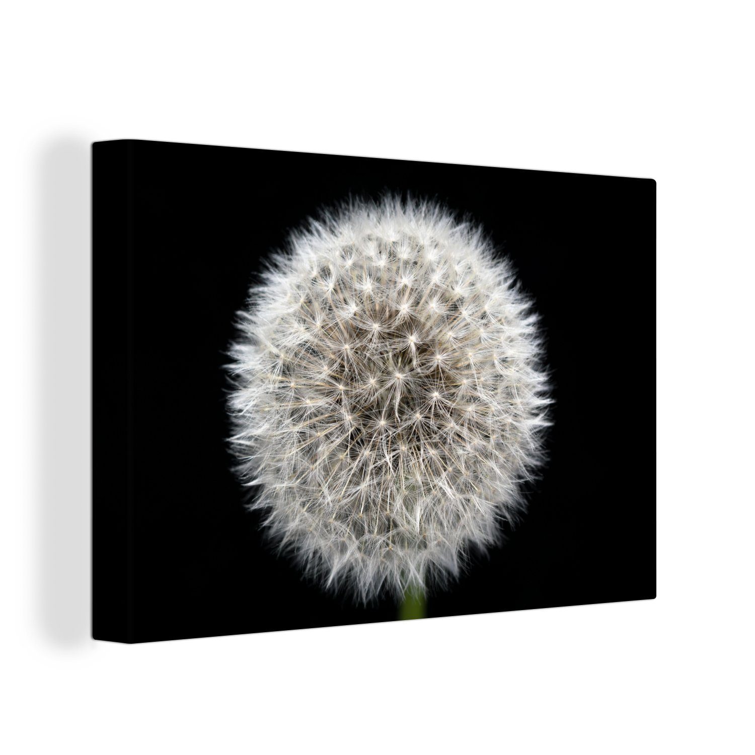 OneMillionCanvasses® Leinwandbild Foto des Kopfes einer Pusteblume, (1 St), Wandbild Leinwandbilder, Aufhängefertig, Wanddeko, 30x20 cm | Leinwandbilder