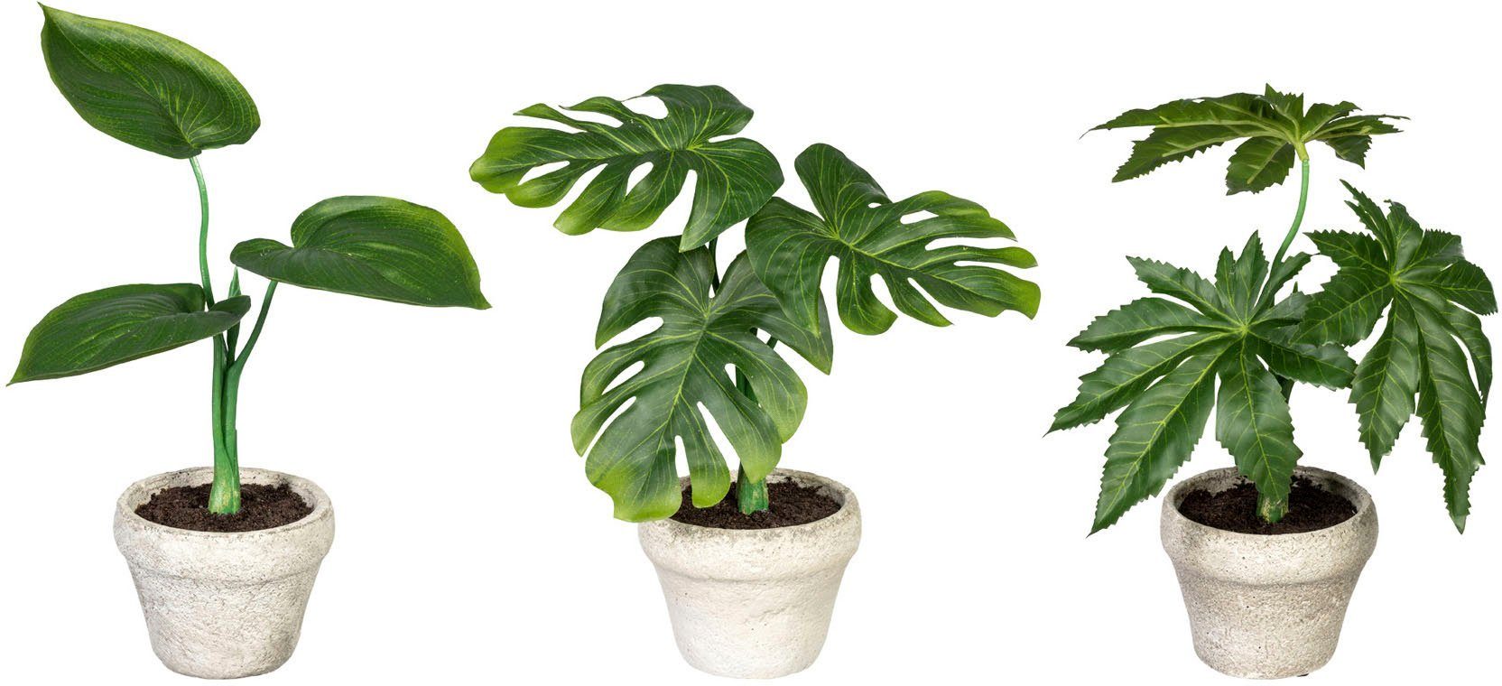 Künstliche Zimmerpflanze Set aus Grünpflanzen Grünpflanzen, Creativ green,  Höhe 26 cm, im Zementtopf, 3er Set
