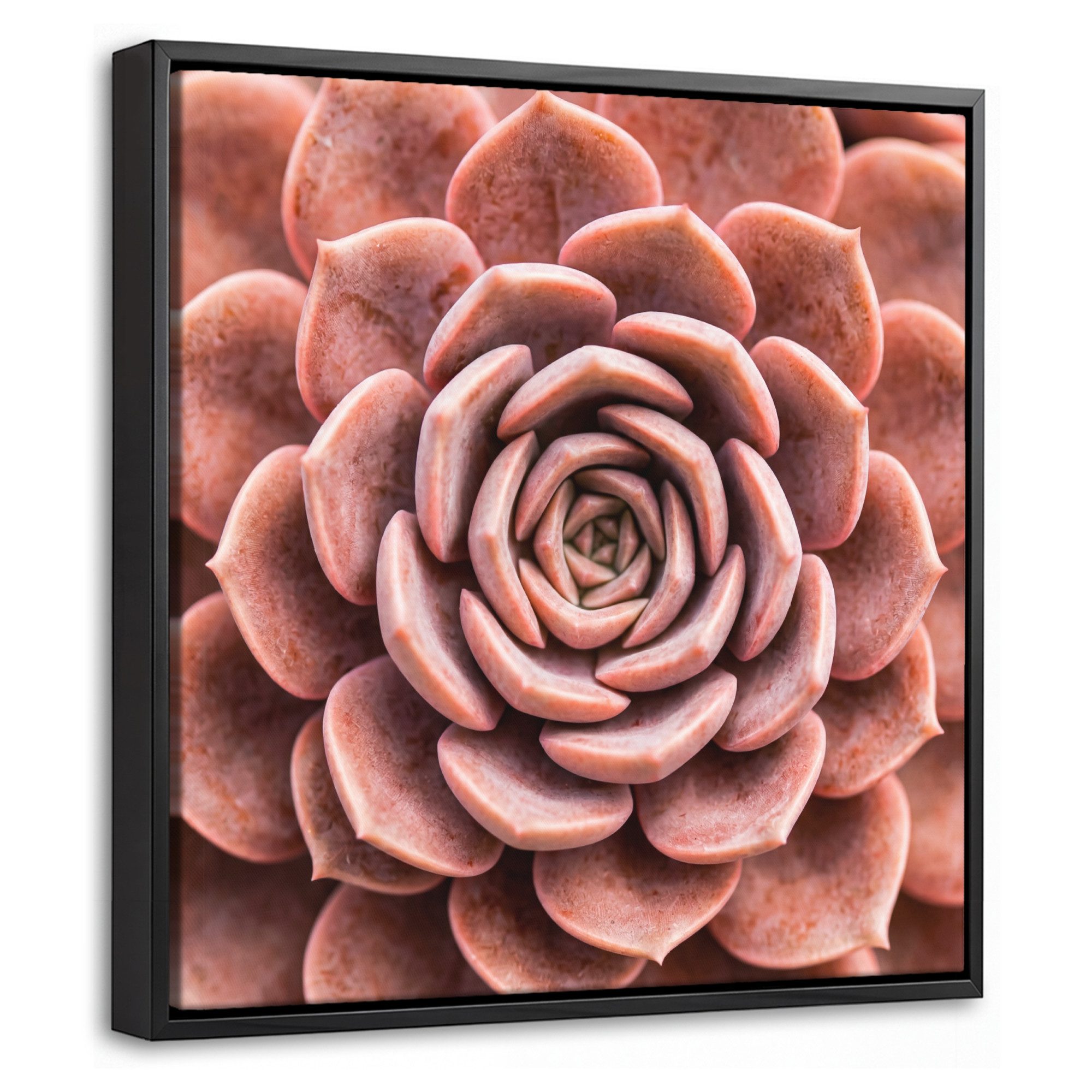 OneMillionCanvasses® Leinwandbild mit Rahmen - Sukkulente - Bio - Rosa, Fotodruck (1 St), Leinwand Bilder Klein, Wand Dekoration Aesthetic 20x20cm
