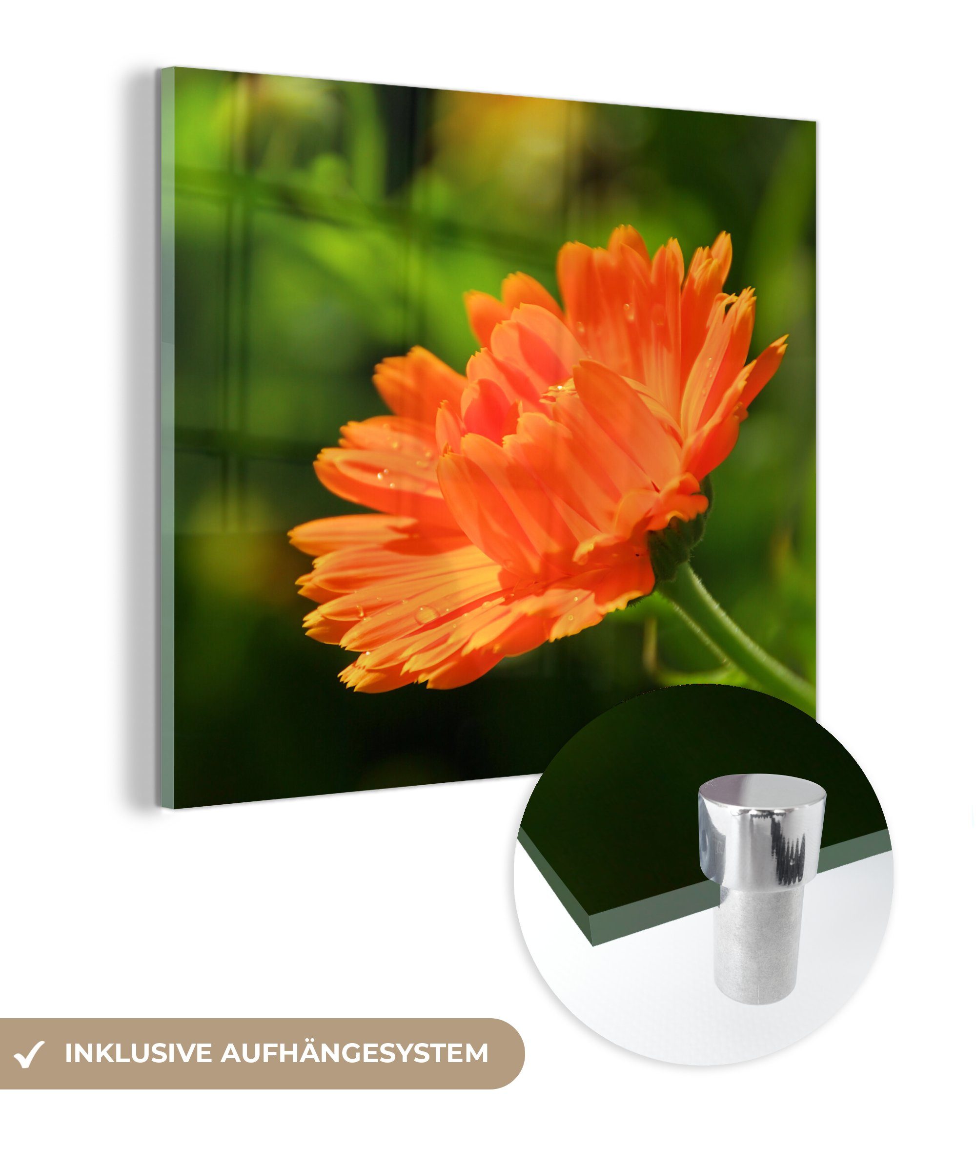 - Glas Ringelblume, Foto Bilder - Wandbild einer Seitenansicht (1 St), auf MuchoWow Acrylglasbild - Glasbilder auf Wanddekoration Glas