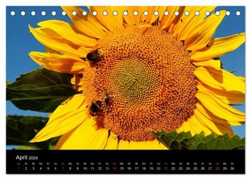 CALVENDO Wandkalender Sonnenblumen (Tischkalender 2024 DIN A5 quer), CALVENDO Monatskalender