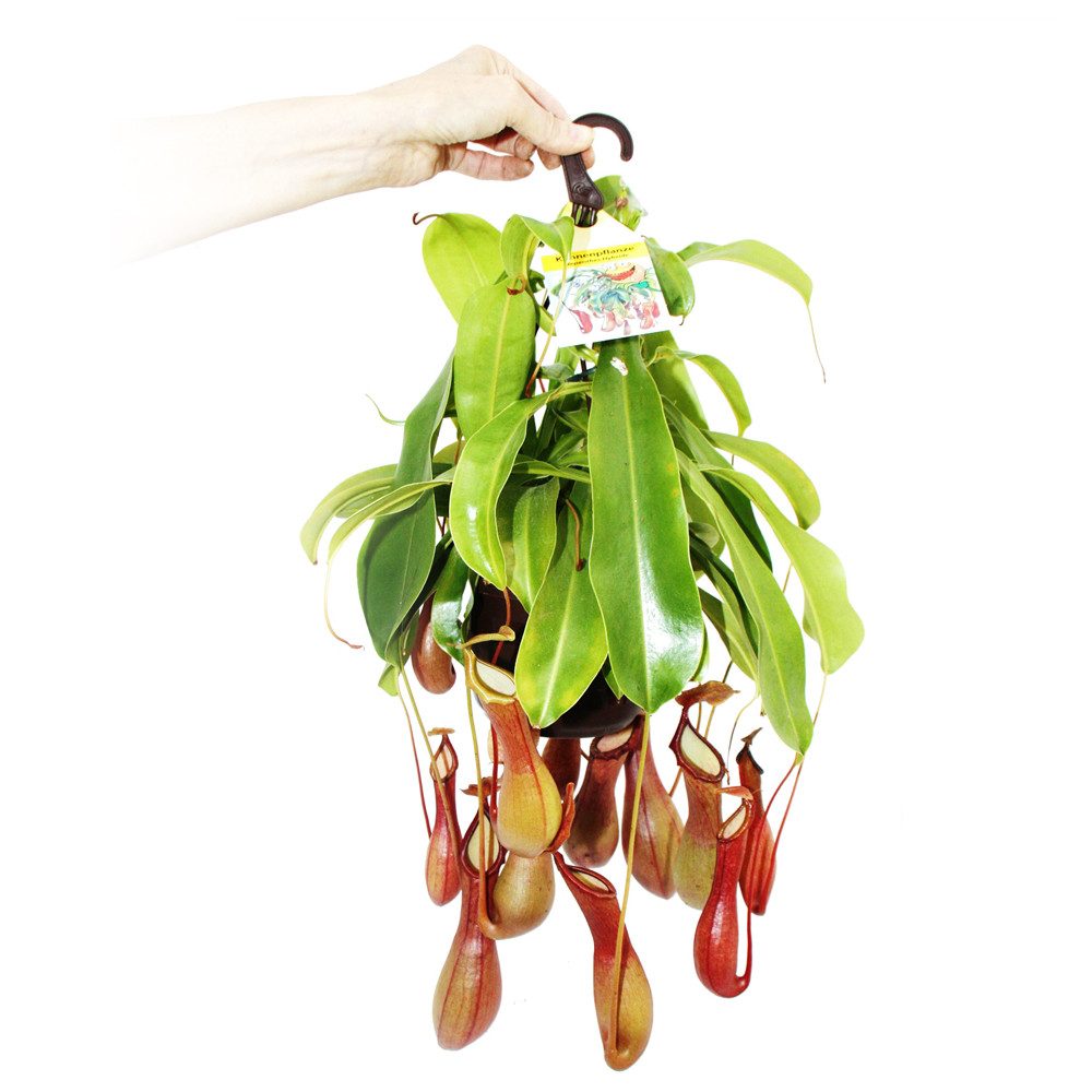 Exotenherz Zimmerpflanze Fleischfressende Pflanze - Nepenthes alata 14cm Ampeltopf