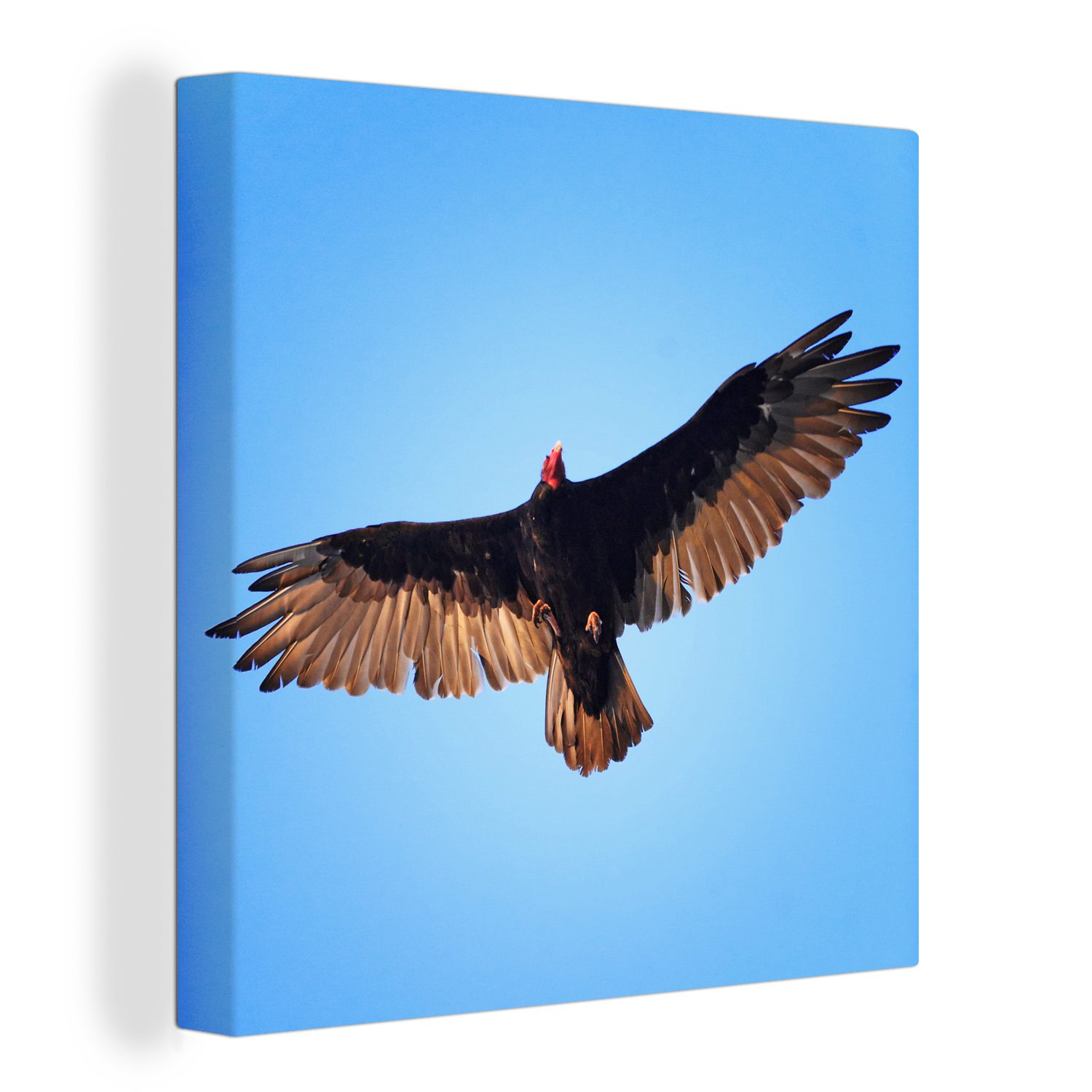 OneMillionCanvasses® Leinwandbild Ein Truthahngeier fliegt in einem blauen Himmel, (1 St), Leinwand Bilder für Wohnzimmer Schlafzimmer