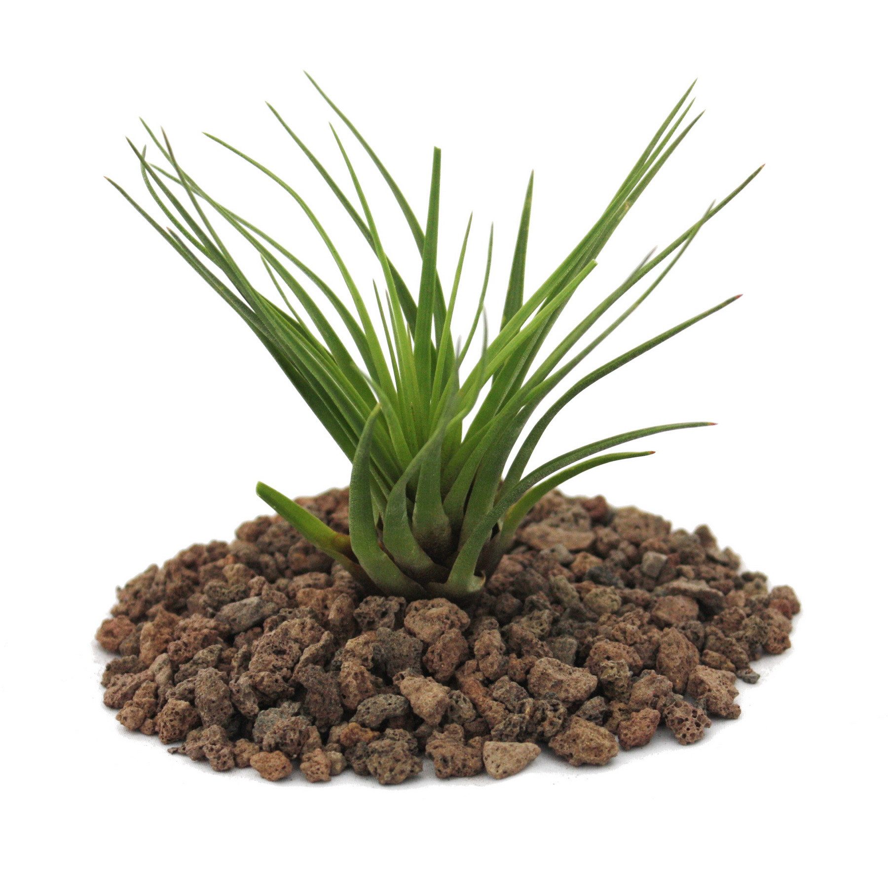 Exotenherz Zimmerpflanze Tillandsia melanocrater tricolor - grün - lose Pflanze - klein