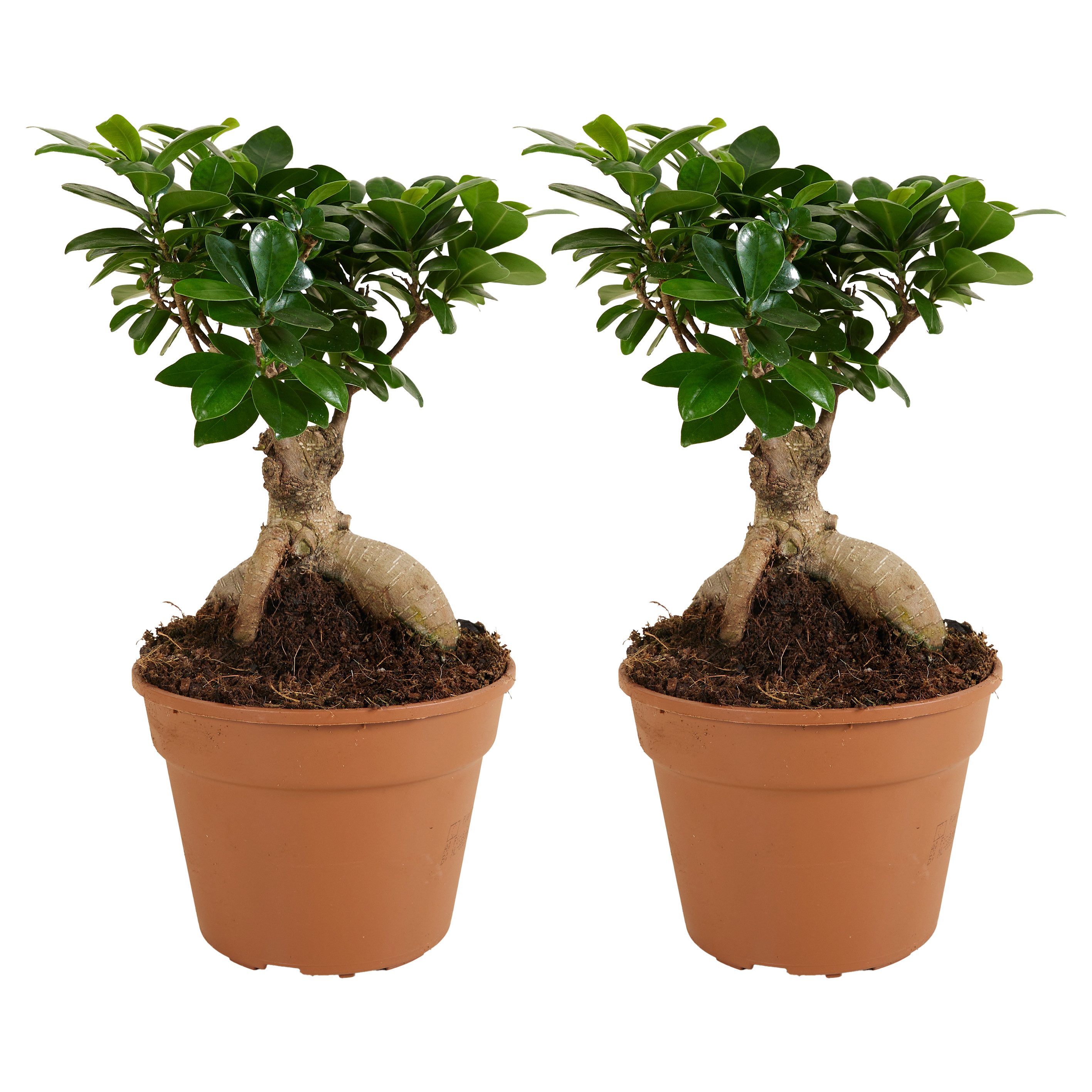 Bloomique Zimmerpflanze Bloomique - 2er Set - Ficus Ginseng - Bonsai Baum - Zimmerpflanzen - P, 2 St.