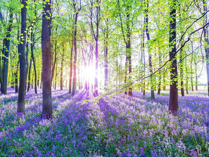 Levandeo® Leinwandbild, Leinwandbild 80x60cm Wald Natur Lavendel Echtholz Keilrahmen Wanddeko