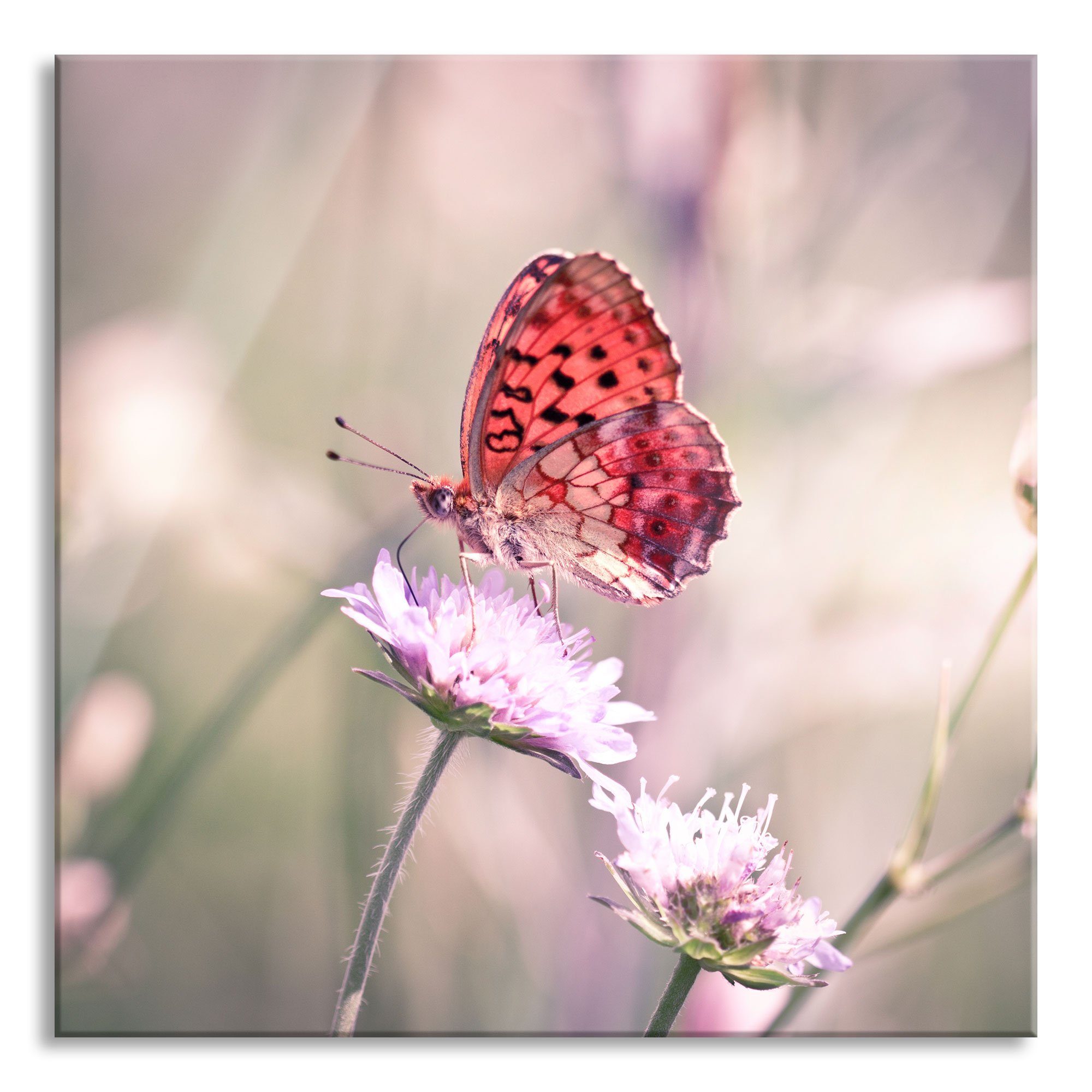 Pixxprint Glasbild Bezaubernder Schmetterling, Bezaubernder inkl. Glasbild Schmetterling und (1 Echtglas, Abstandshalter aus St), Aufhängungen