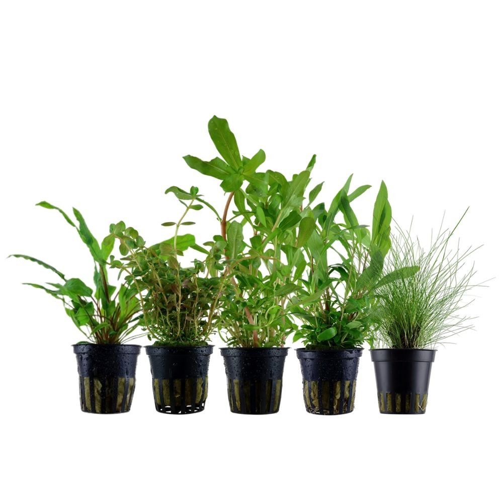Aquaone Wasserpflanze Pflanzen Set mit 5 Einsteiger Wasserpflanzen Nr.218 günstig online kaufen