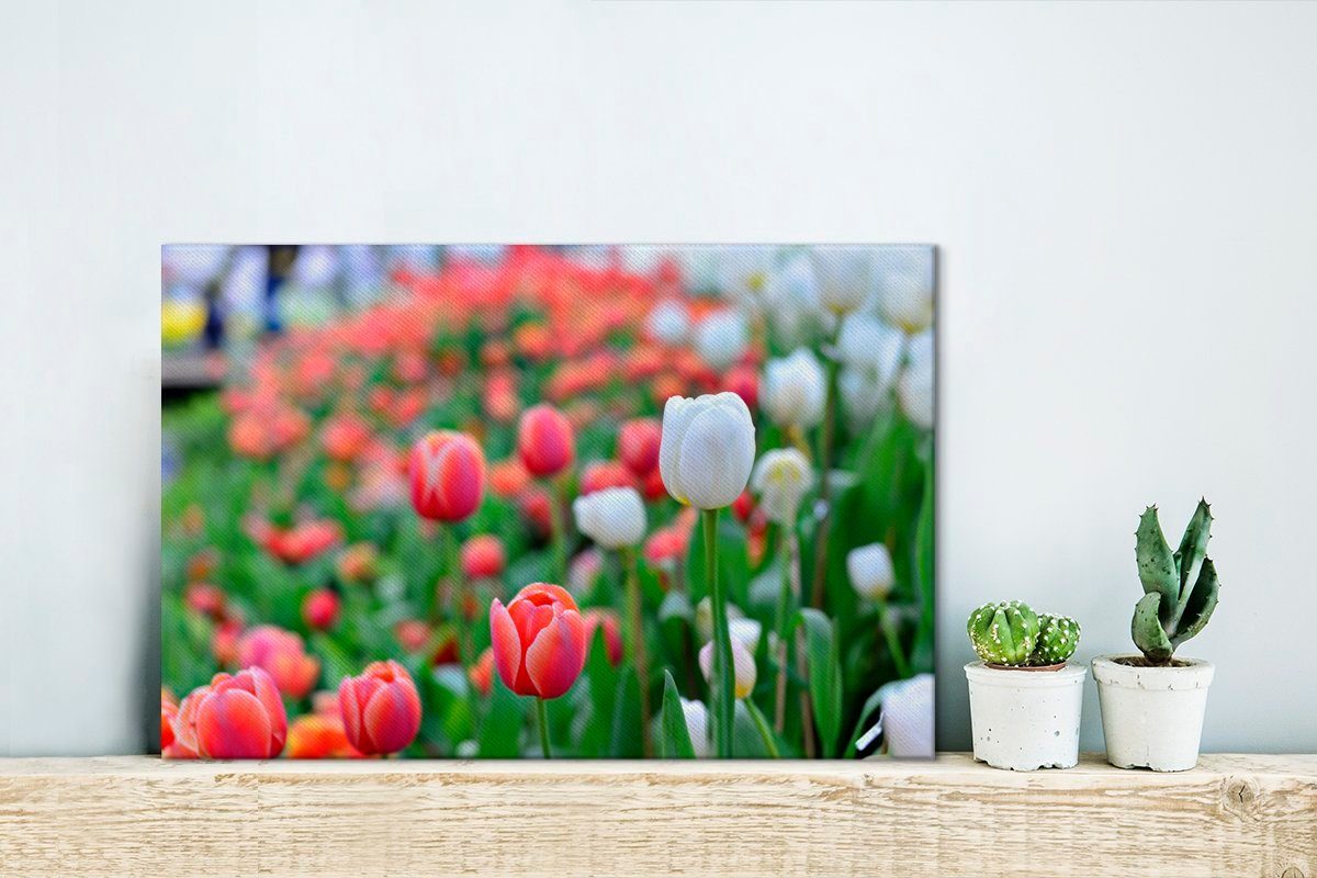 OneMillionCanvasses® Leinwandbild Eine (1 roten von cm Nahaufnahme St), 30x20 Wandbild weißen Leinwandbilder, und Tulpen, Wanddeko, Aufhängefertig