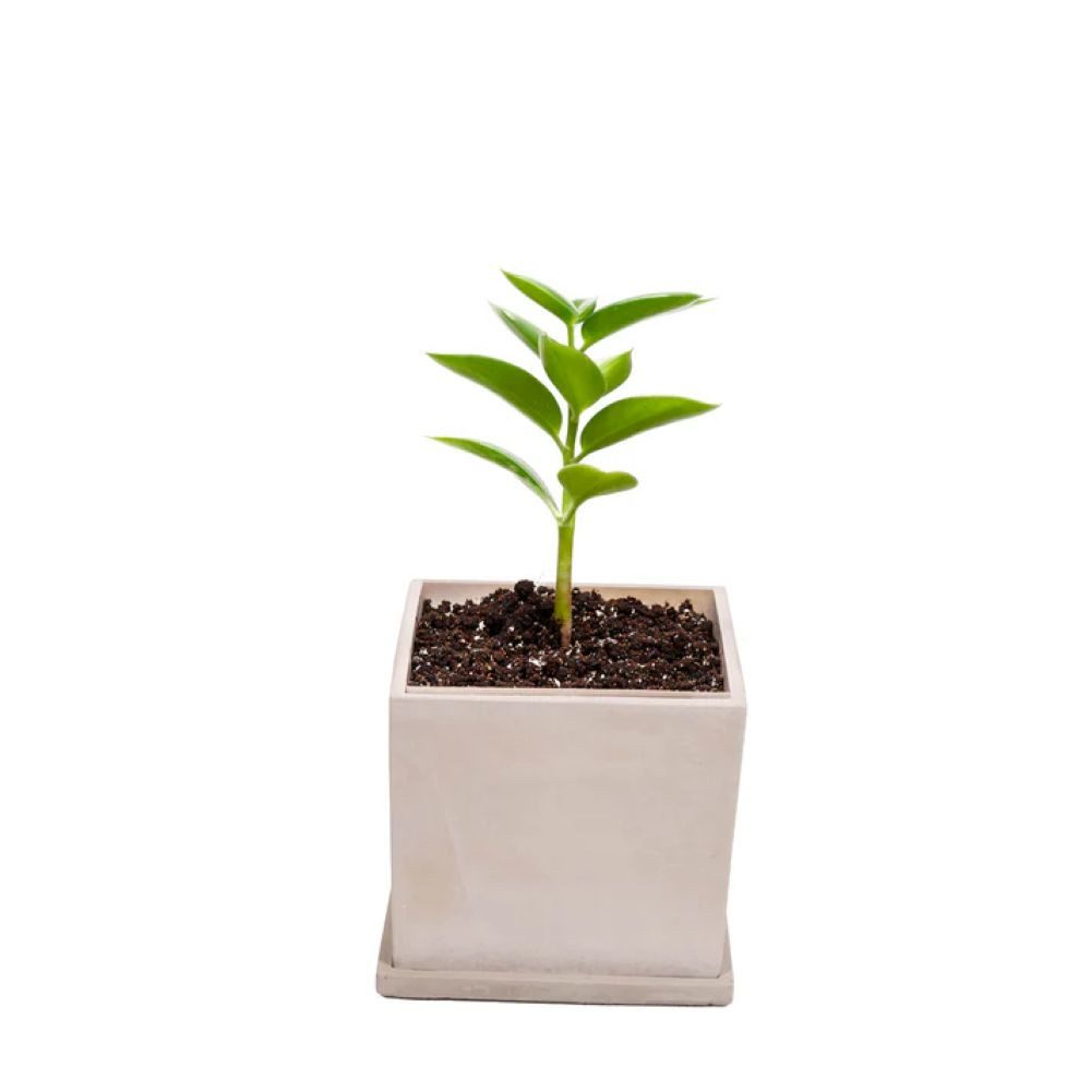 Schweng Blumentopf Blumentopf – eckig, Natural Color, Untersetzer 21 × 23 × 21 cm