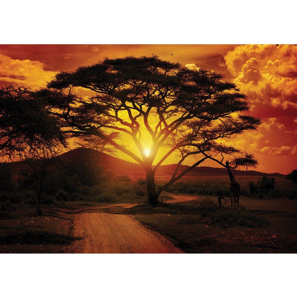 liwwing Fototapete Fototapete Sonnenuntergang Baum Afrika Abenddämmerung Orange liwwing no. 284, Sonnenuntergang | Fototapeten