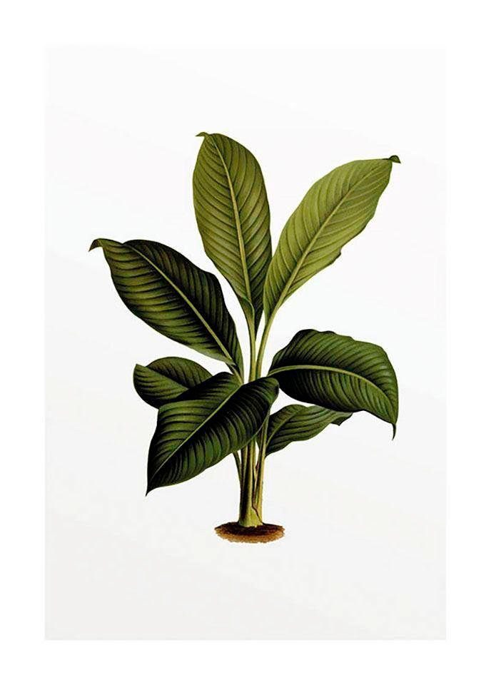 Komar Poster Elastica Leaf, Blätter, Pflanzen (1 St), Kinderzimmer,  Schlafzimmer, Wohnzimmer