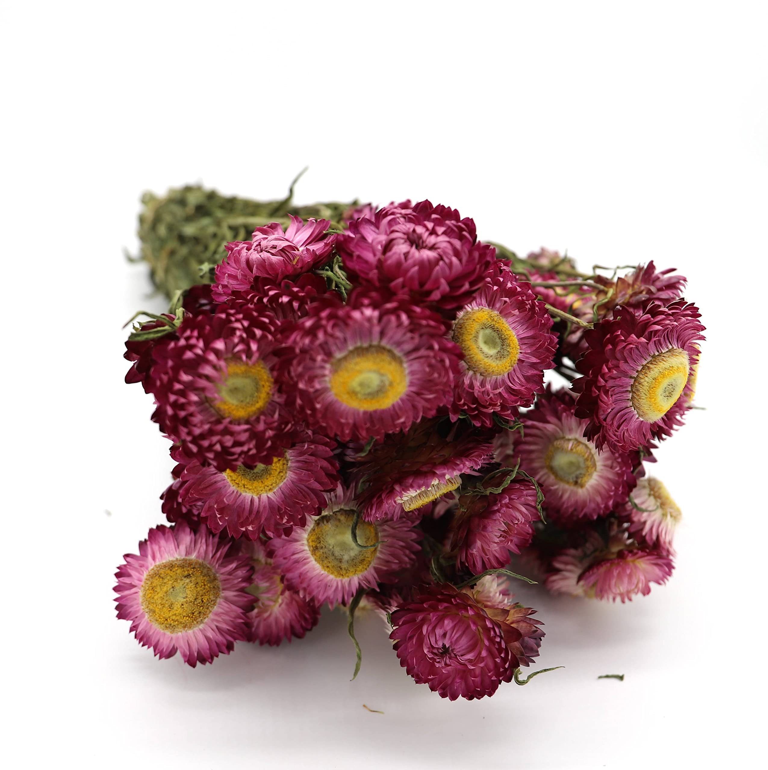 Helichrysum Trockenblume mit Blüten getrocknet Violett, Stiel Kunstharz.Art -