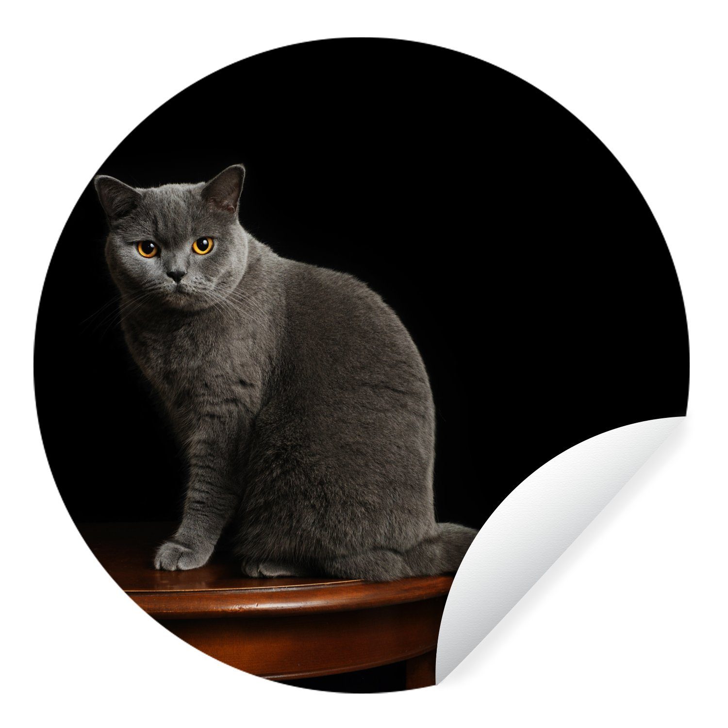 MuchoWow Wandsticker Porträt einer Britisch-Kurzhaar-Katze (1 St), Tapetenkreis für Kinderzimmer, Tapetenaufkleber, Rund, Wohnzimmer