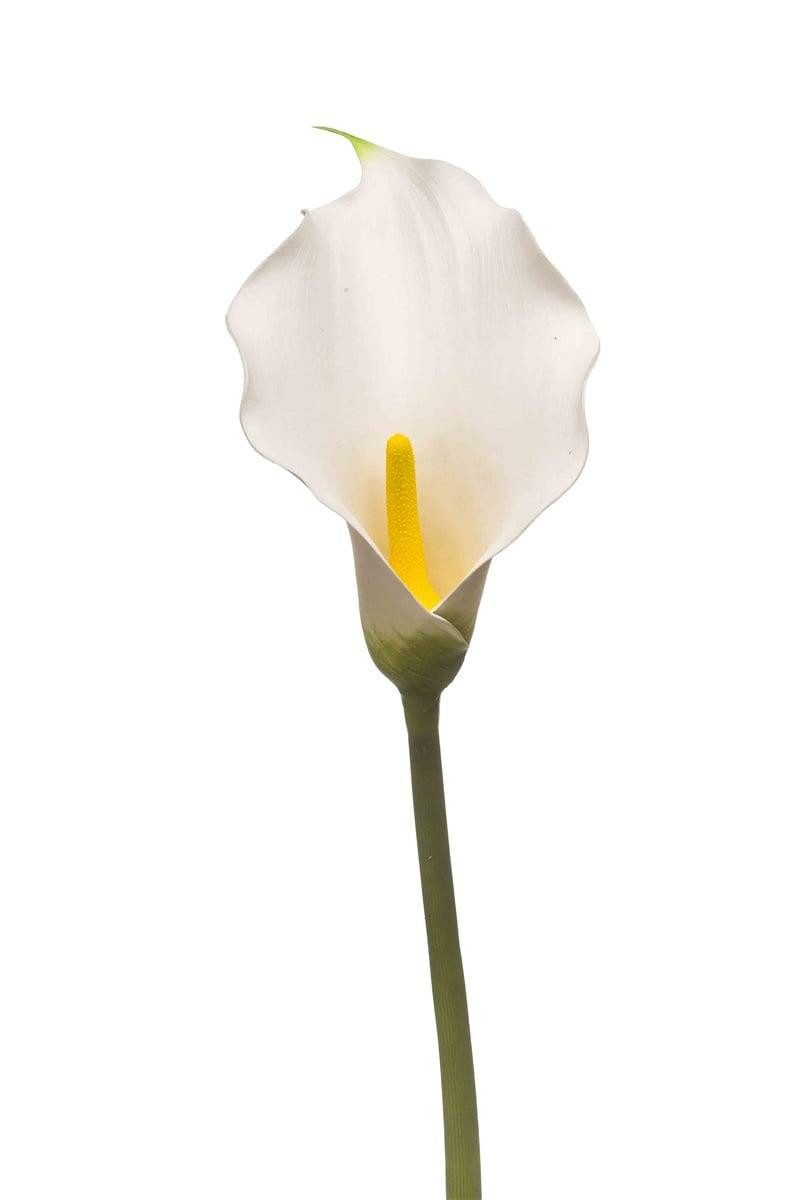 Kunstblume Kusntblume Calla KIVARP, weiß, 85cm Calla, artplants, Höhe 85.0 cm