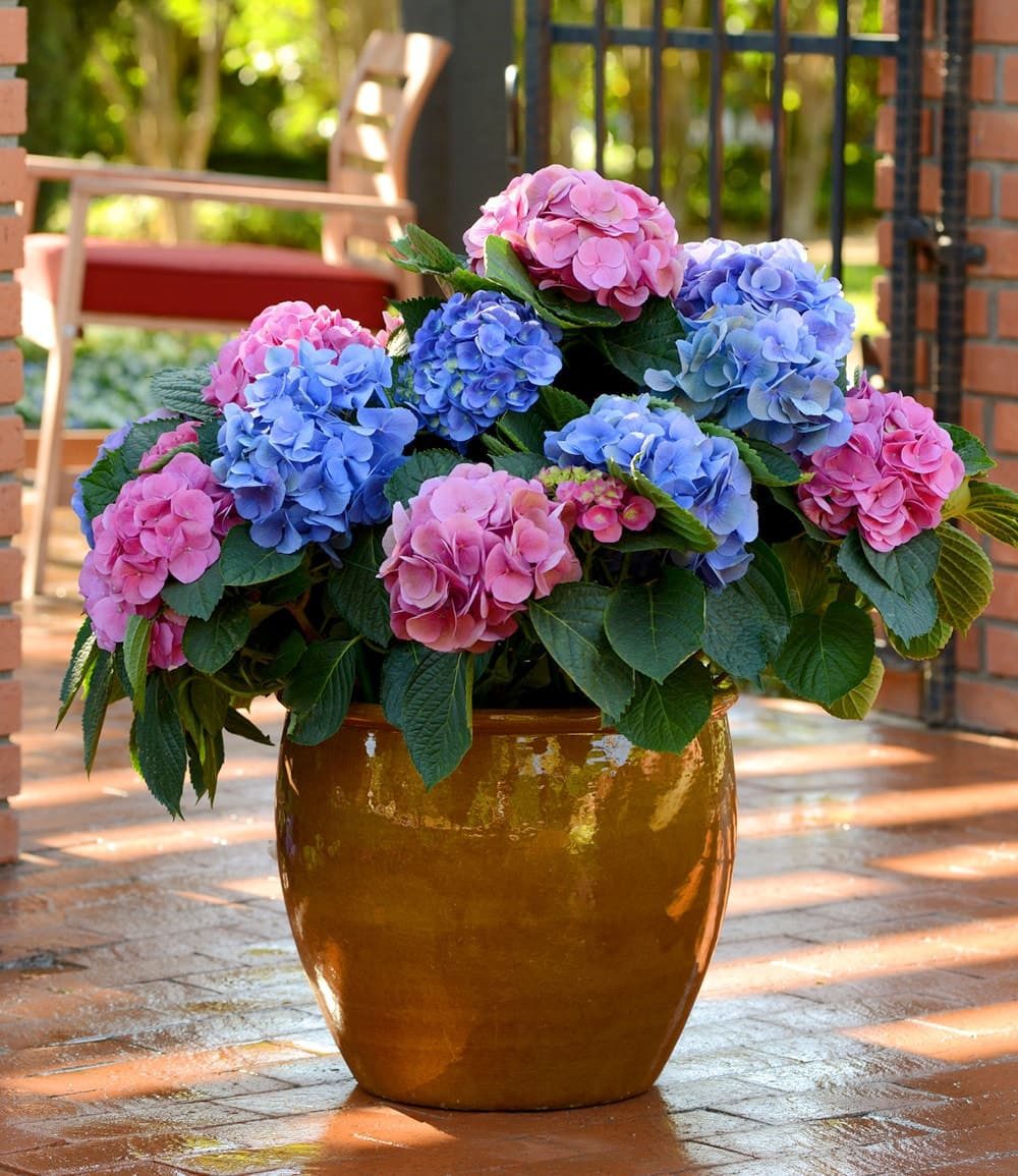 BALDUR Garten Zierstrauch Freiland-Hortensie 'L.A. Dreamin®', 1 St., Schneeball,winterhart, mehrjährig, pflegeleicht, kübelgeeignet – Bild 5 von 5