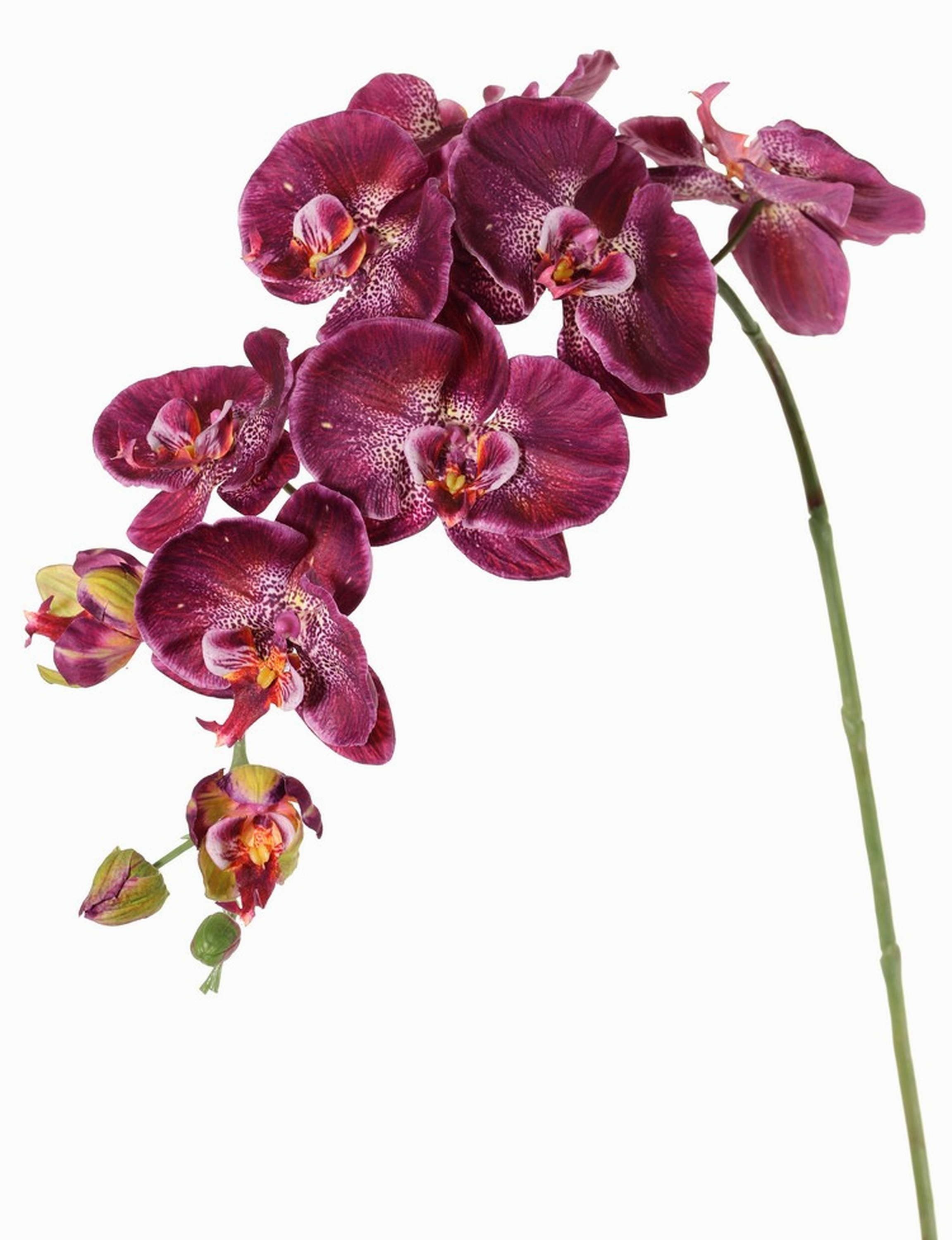 Kunstorchidee Kunststoff Phalaenopsis Orchidee WESA, dunkelviolett-weiß, 100cm Orchidee (Orchidee phalaenopsis), artplants, Höhe 90.0 cm