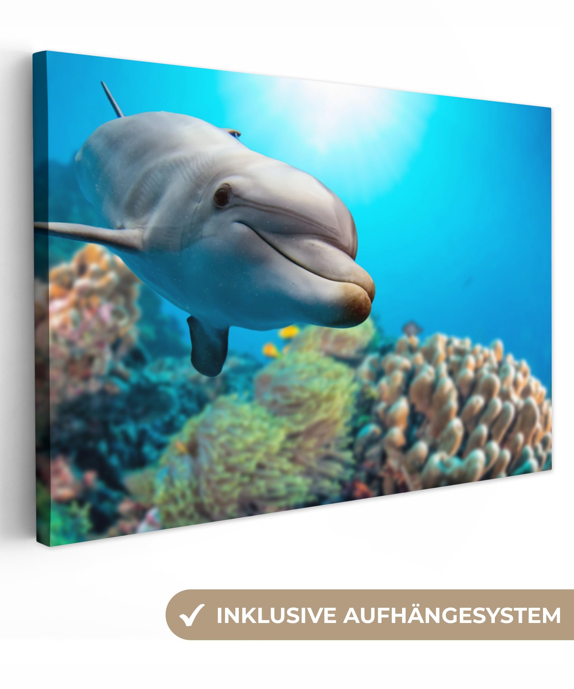 OneMillionCanvasses® Leinwandbild Delfin - Meer - Koralle, Fotodruck (1 St), Leinwand Bilder Klein, Wand Dekoration Aesthetic 30x20 cm