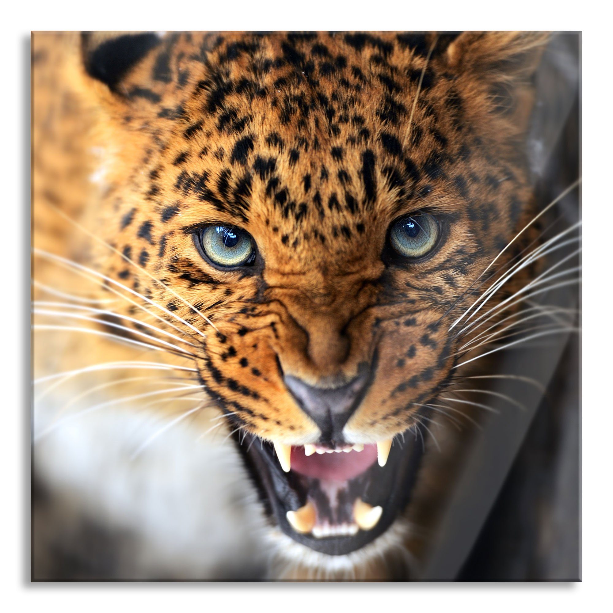 Pixxprint Glasbild Fauchender Leopard, Fauchender Leopard (1 St), Glasbild aus Echtglas, inkl. Aufhängungen und Abstandshalter