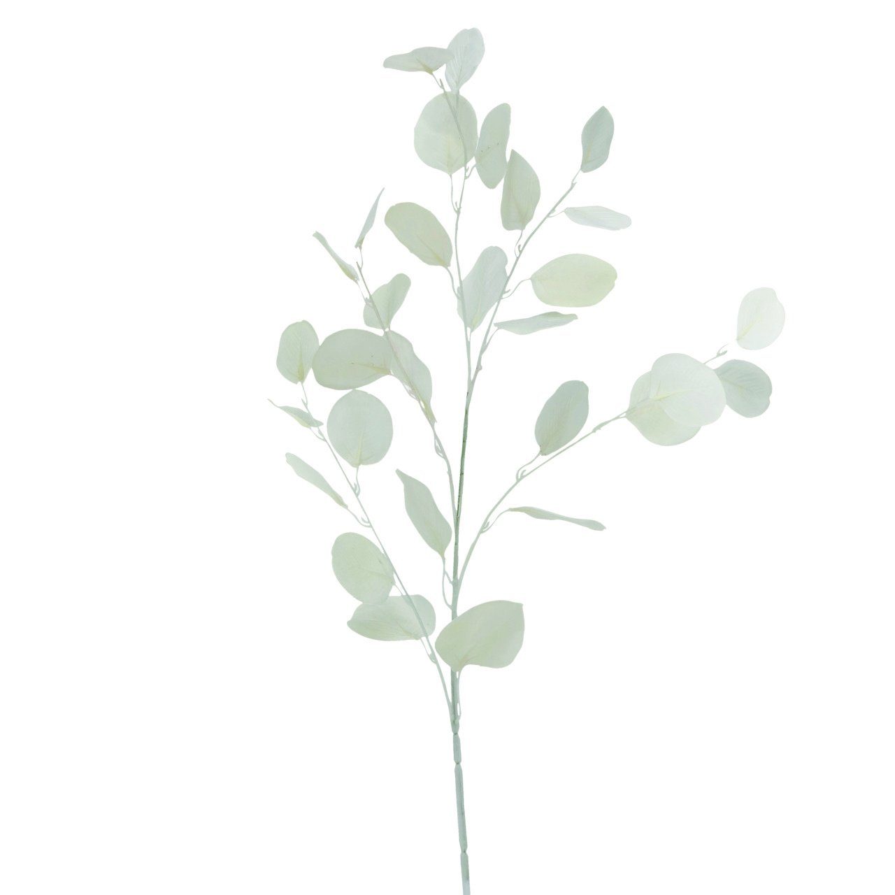 Trockenblume Tjärö, andas, cm, Höhe 2er Set Eukalyptus, 80 80cm, Höhe