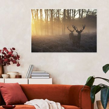Posterlounge Poster Alex Saberi, Zwei Hirsche in einem nebligen Wald in Richmond Park, London, Rustikal Fotografie
