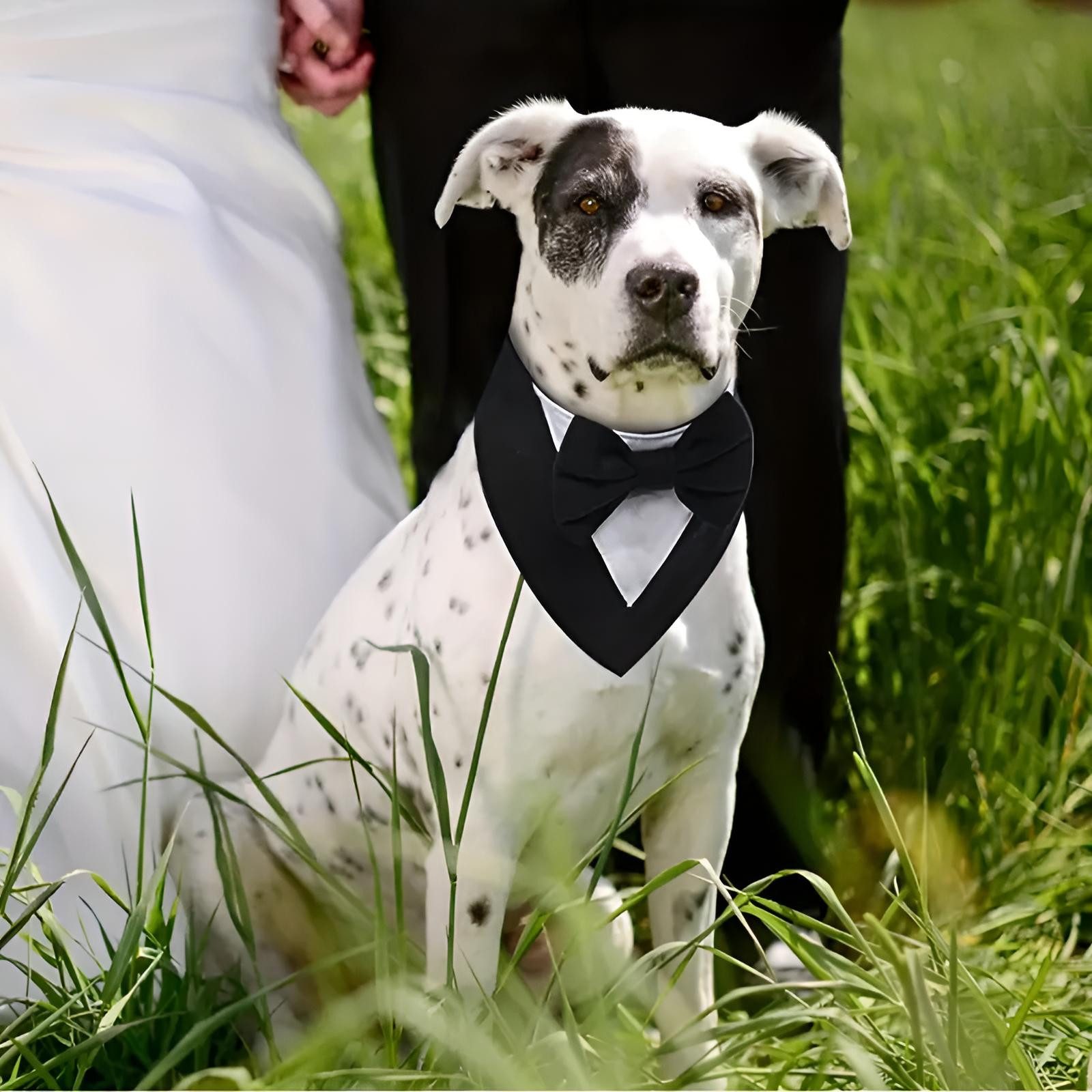 Corimori Hundekostüm Elegantes Smoking-Kostüm für Hund & Katze, Fotoshooting