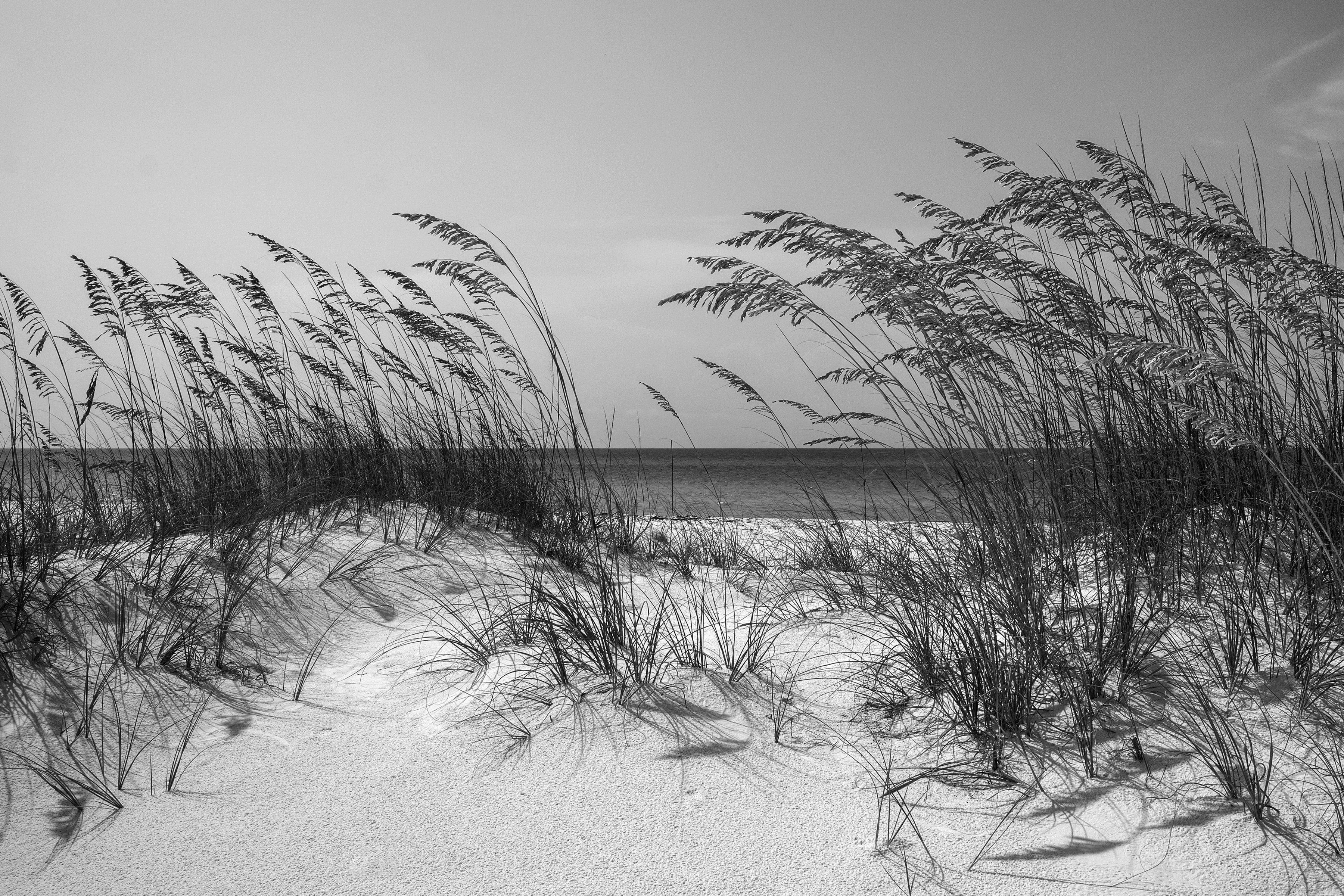 & Papermoon Schwarz Fototapete Strand Weiß