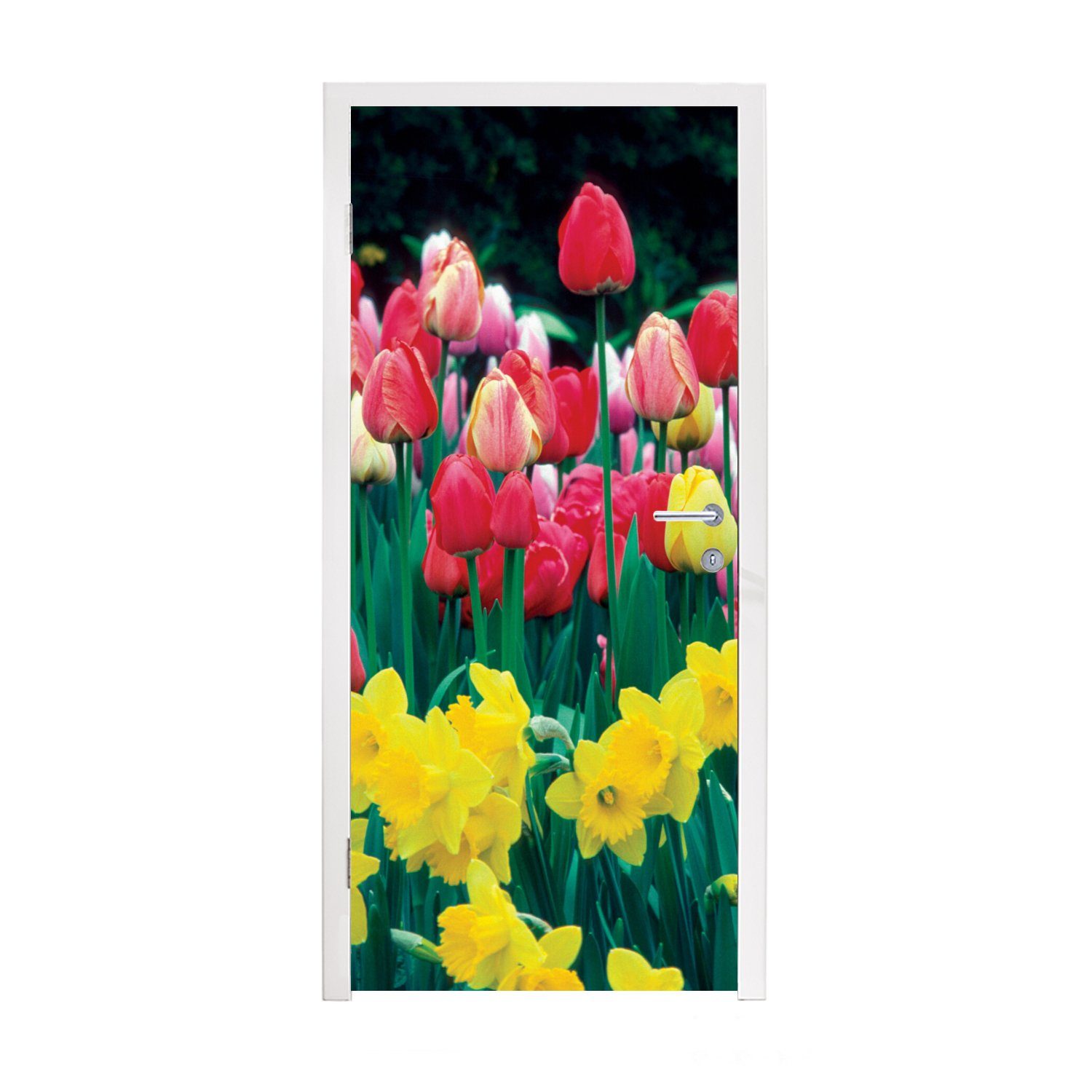 MuchoWow Türtapete - Narzissen, St), (1 für 75x205 Fototapete Matt, cm Türaufkleber, Tulpen bedruckt, Tür, - Frühling