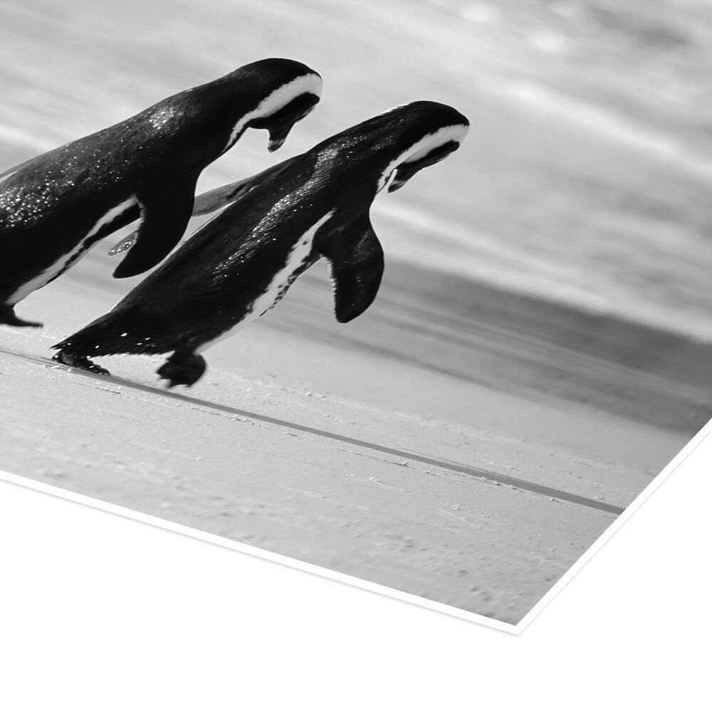 Posterlounge Wandbild Pinguine gehen Hand in Hand, Stuart Westmorland, erhältlich als Poster, Leinwandbild, Wandsticker oder Acrylglasbild
